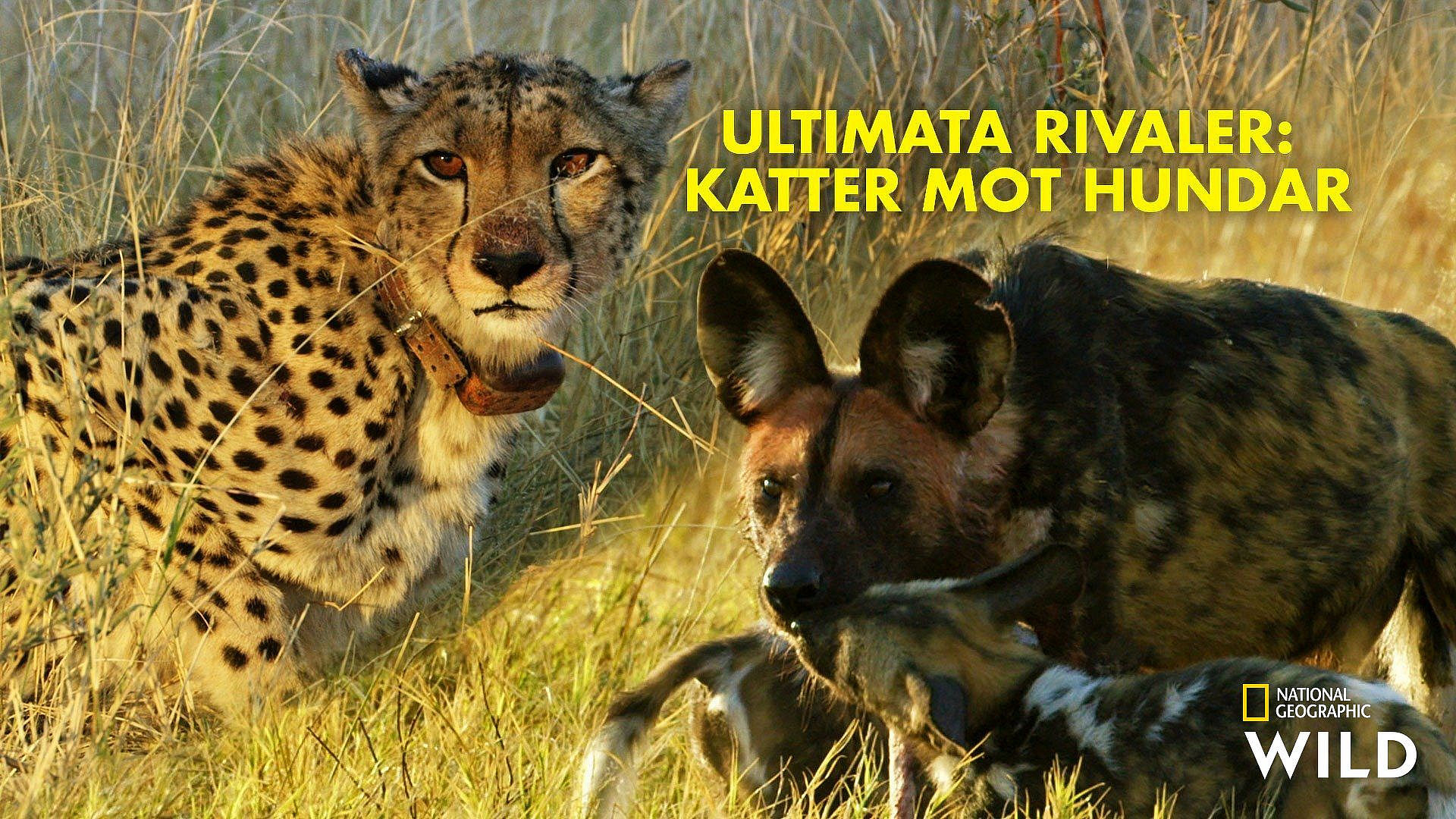 Ultimata rivaler: Katter mot hundar