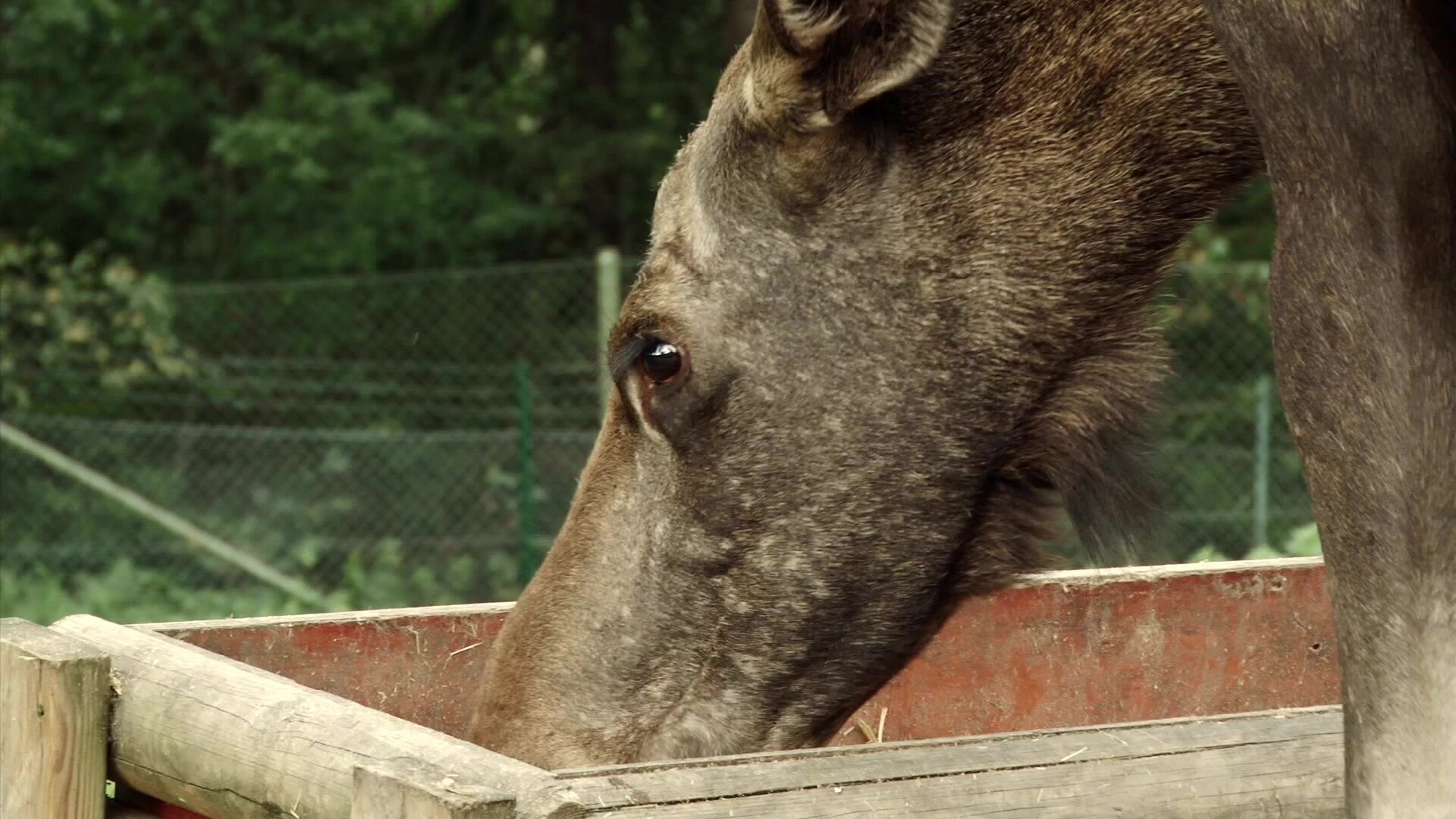 11. Miniteve: I naturen S01 E011