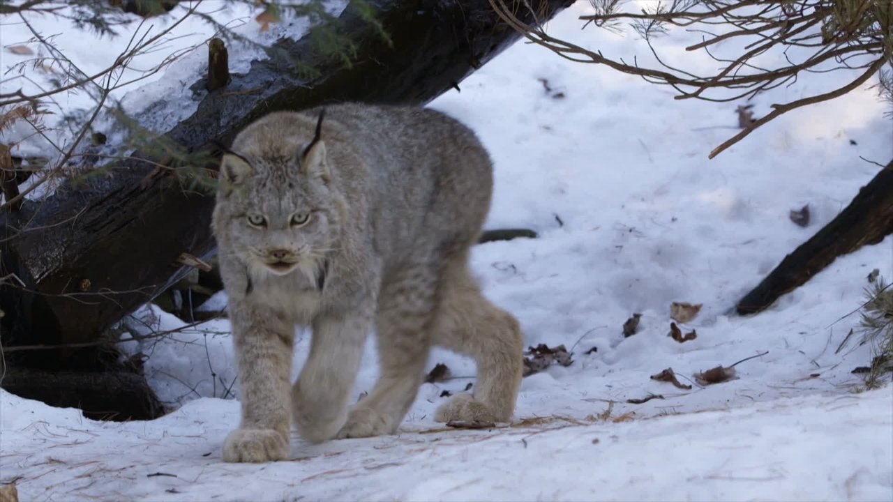 4. En isbjörn behöver hjälp