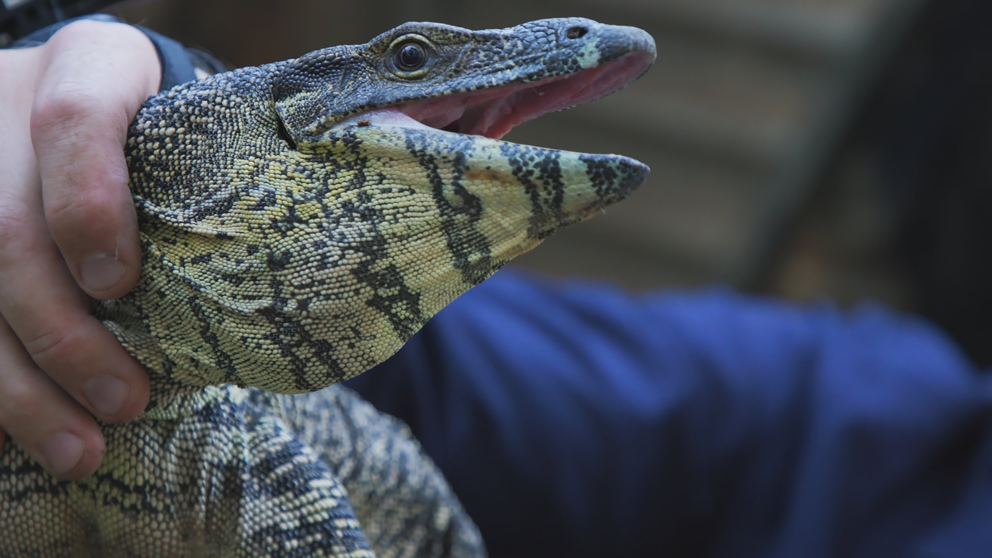 8. Stu versus Goliat