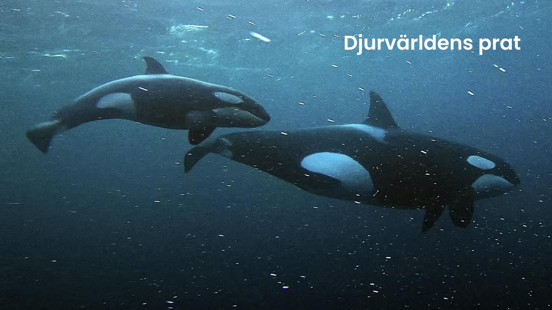 Djurvärldens prat