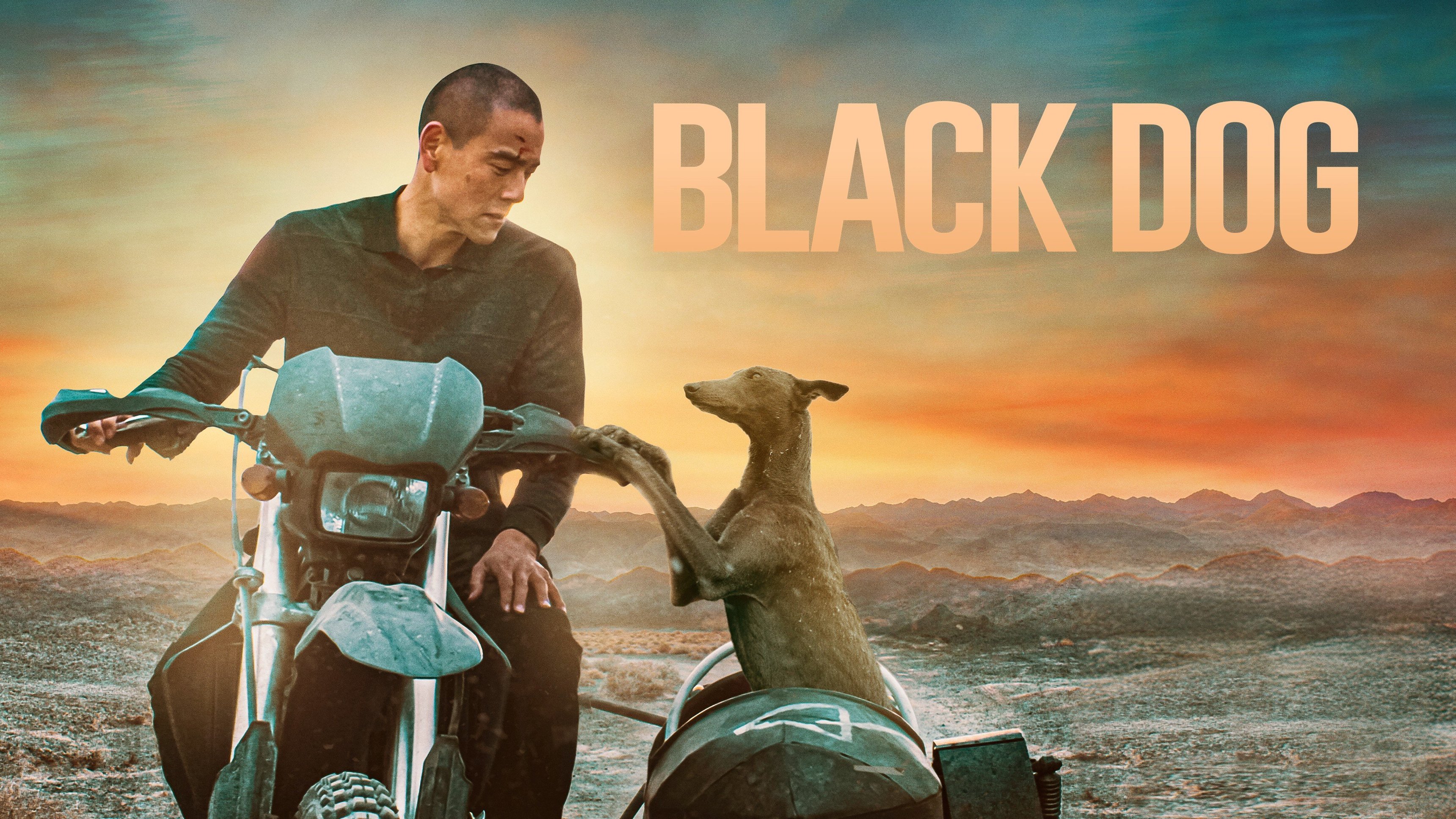 Black dog
