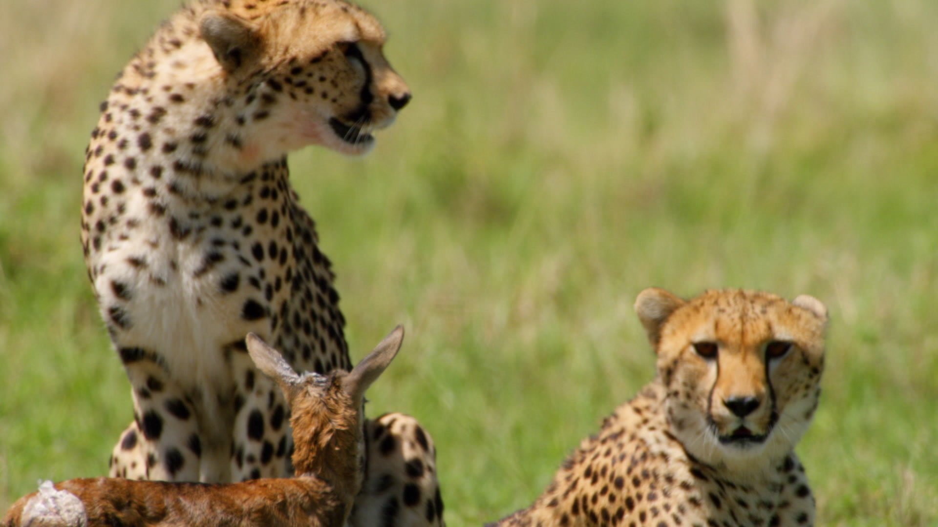 Africa's Wild Geniuses