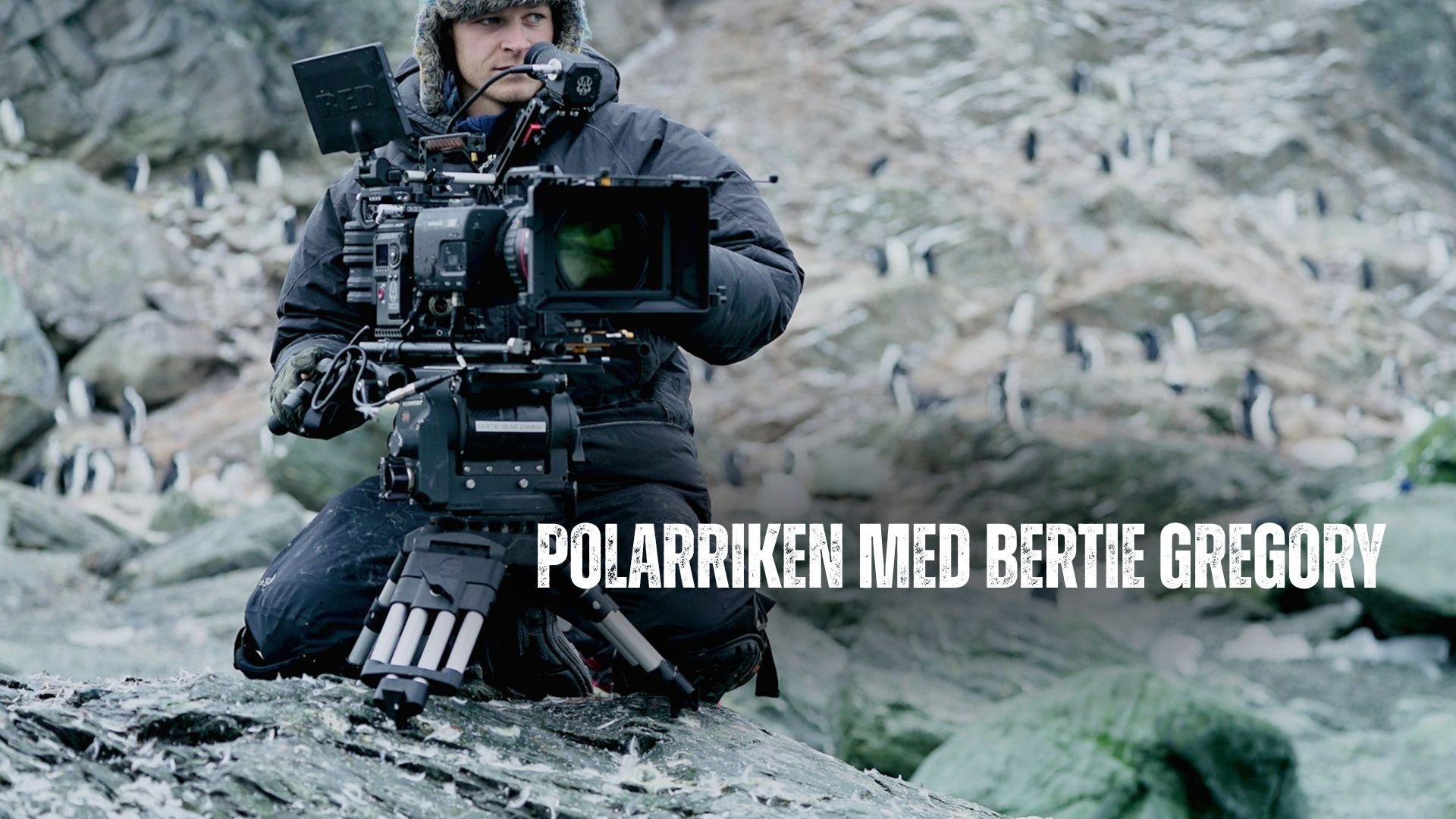 Polarriken med Bertie Gregory