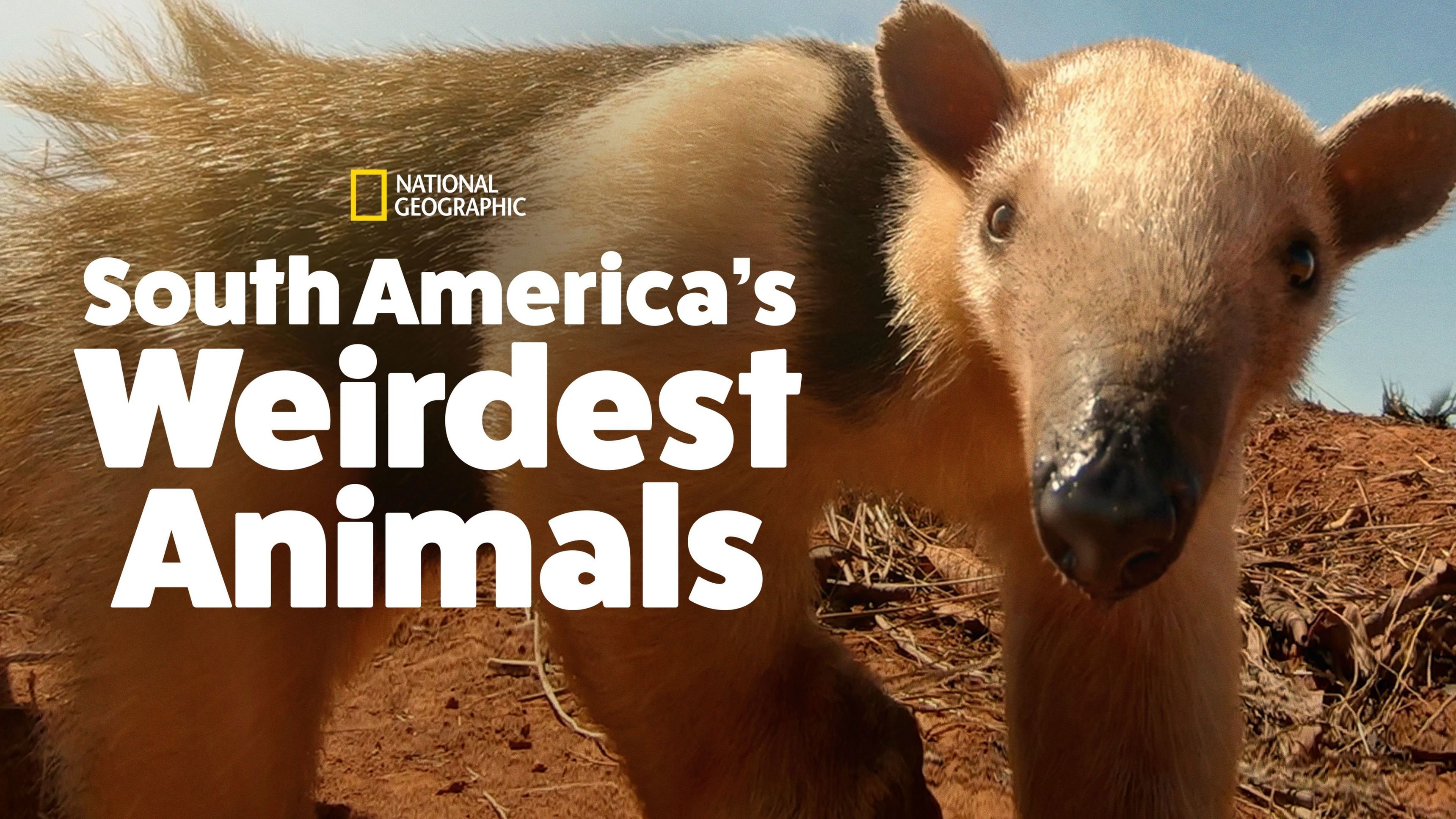 South America's Weirdest Animals