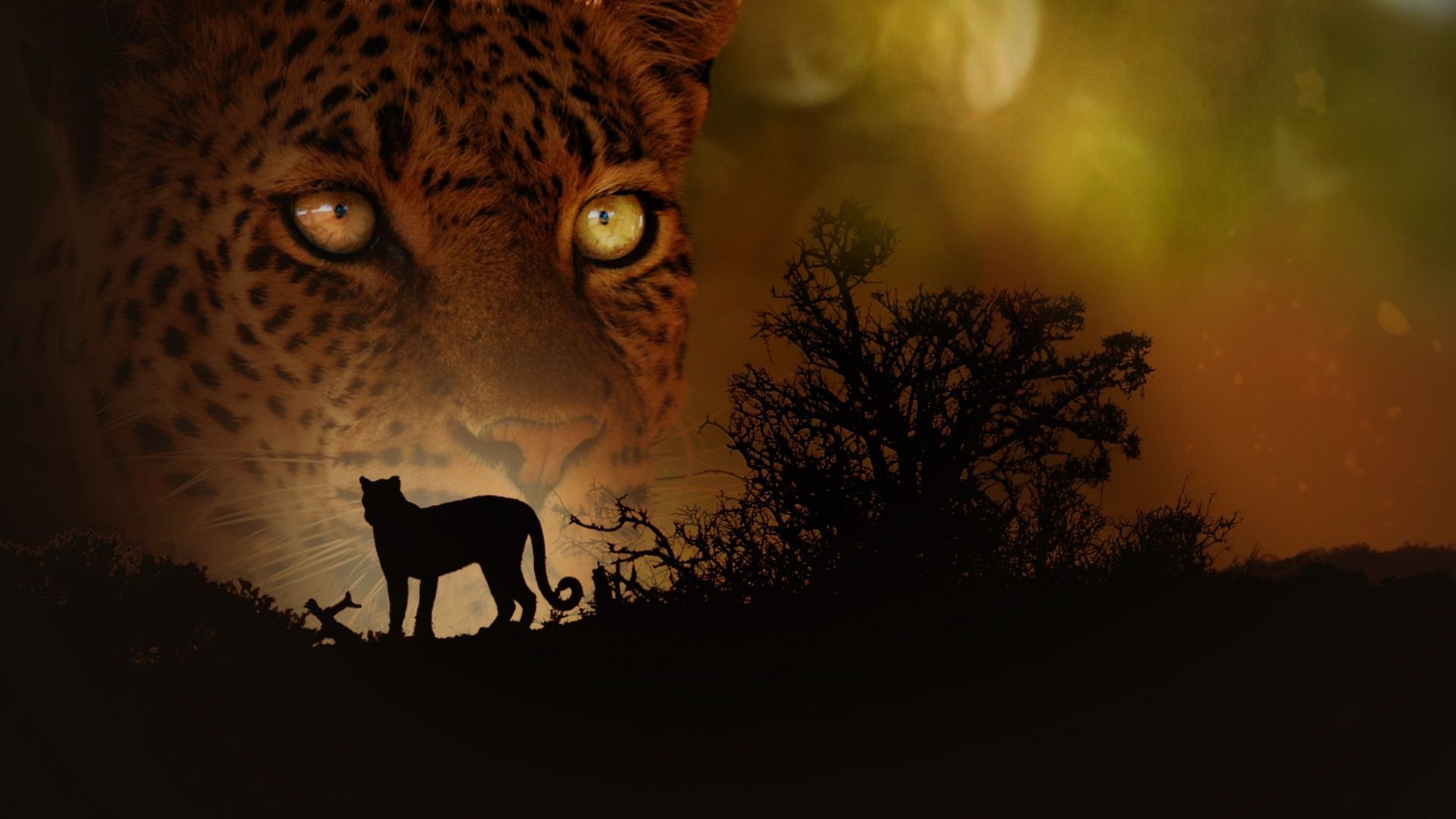 Mashatu: Land of Leopards