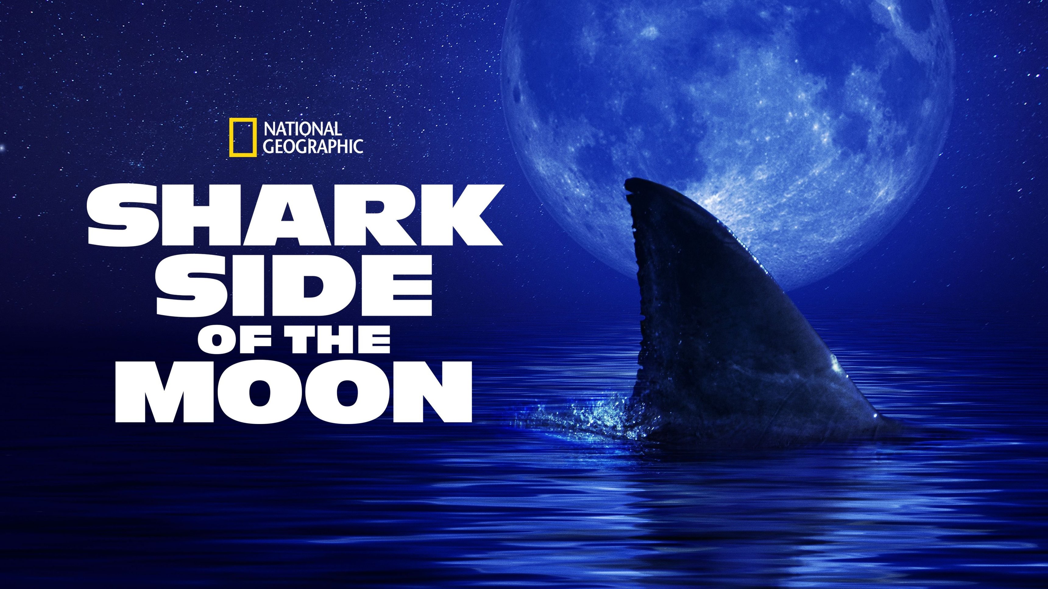 Shark Side of the Moon