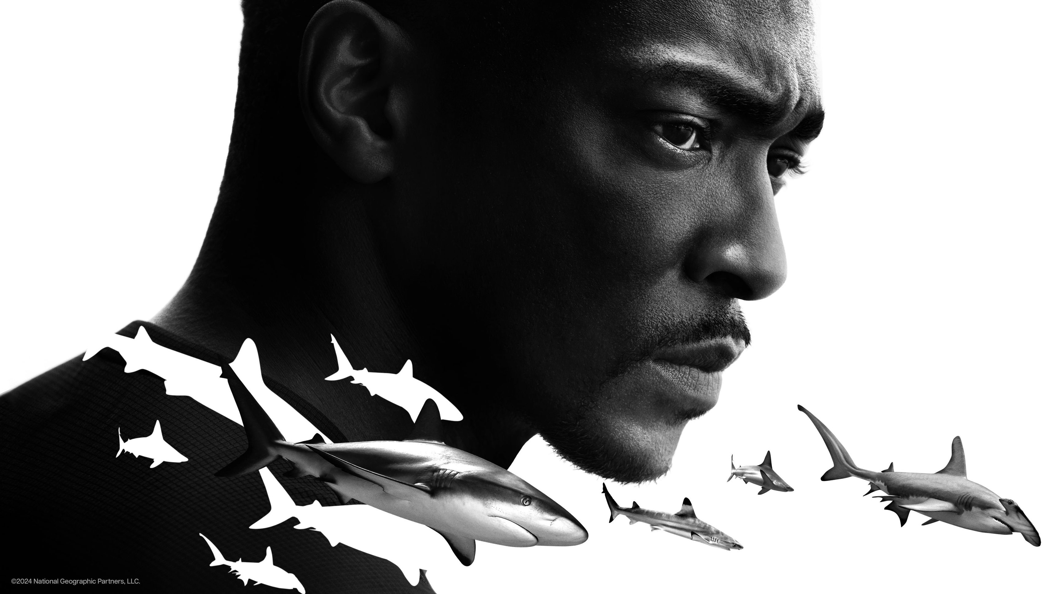 Shark Beach with Anthony Mackie: Gulf Coast