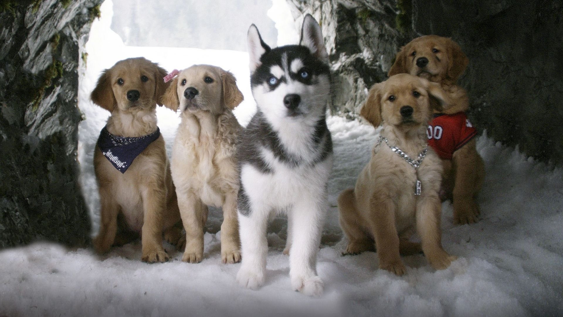 Snow Buddies - Valpgänget i Alaska
