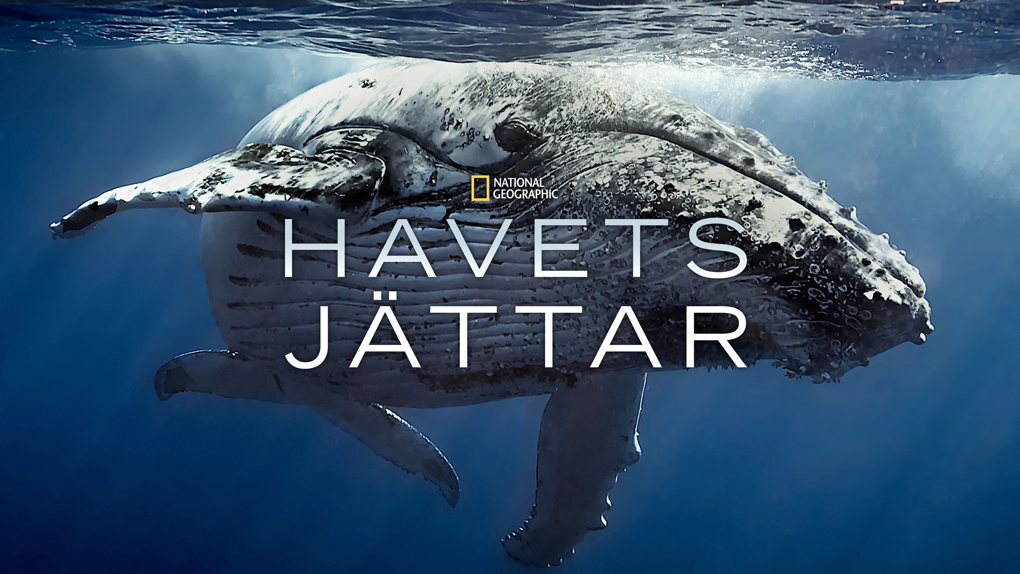 Havets jättar