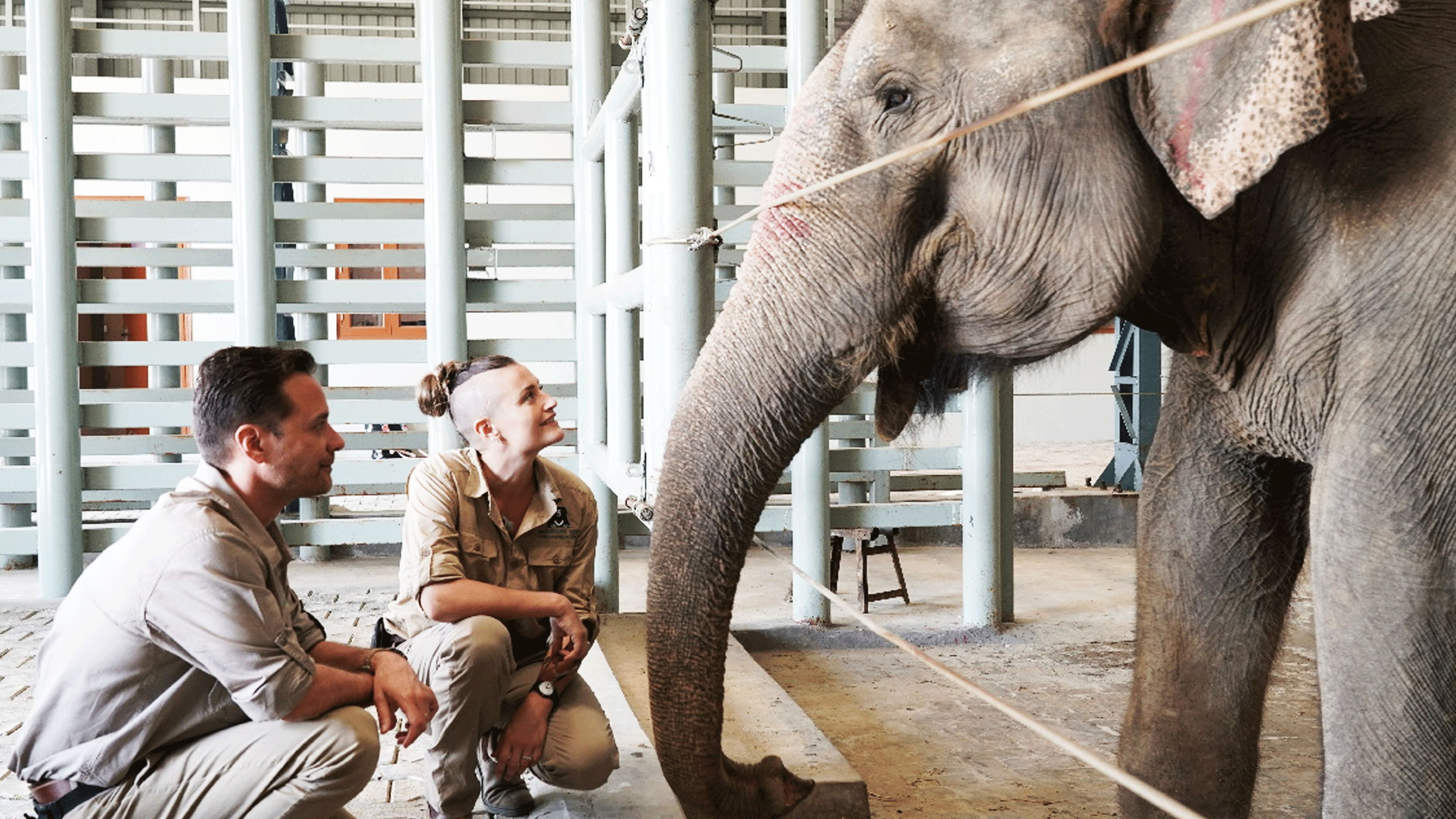 3. Operation: Elefant