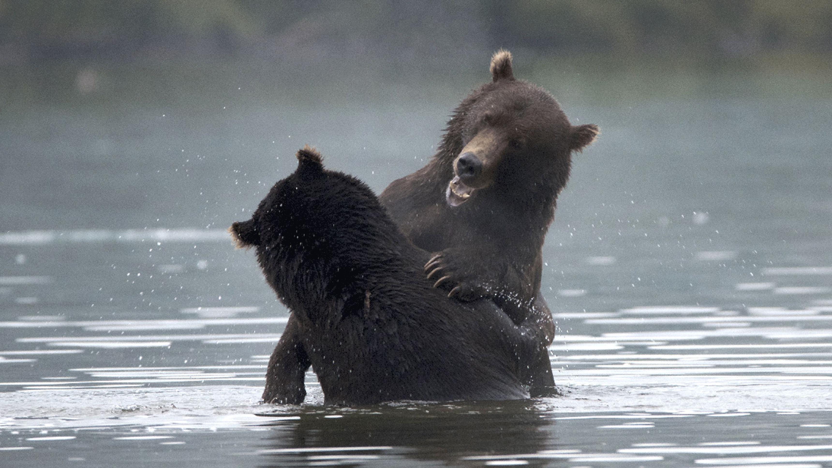 1. Kamtchatka: Eldsringen