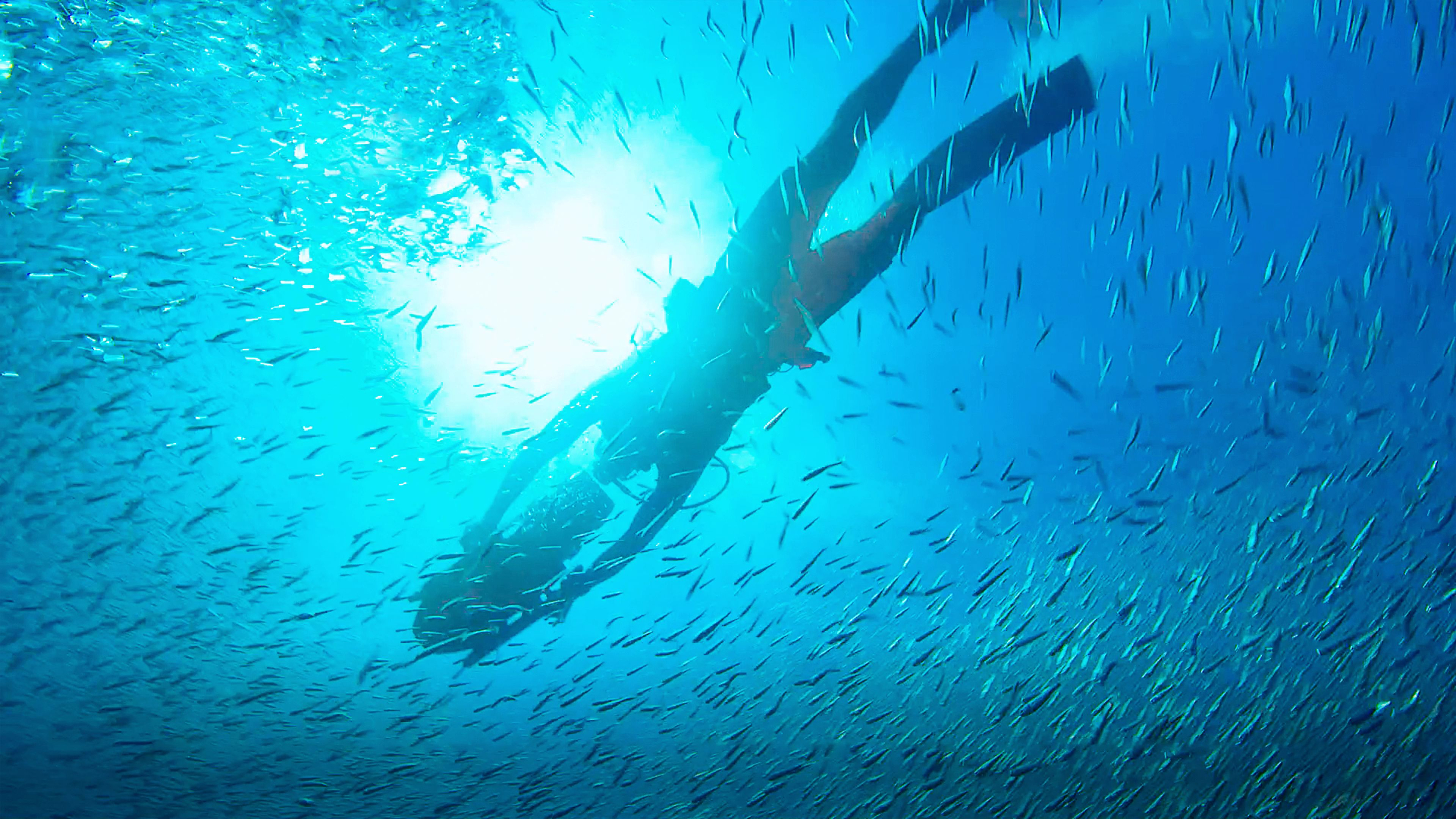 5. Delfinspaning