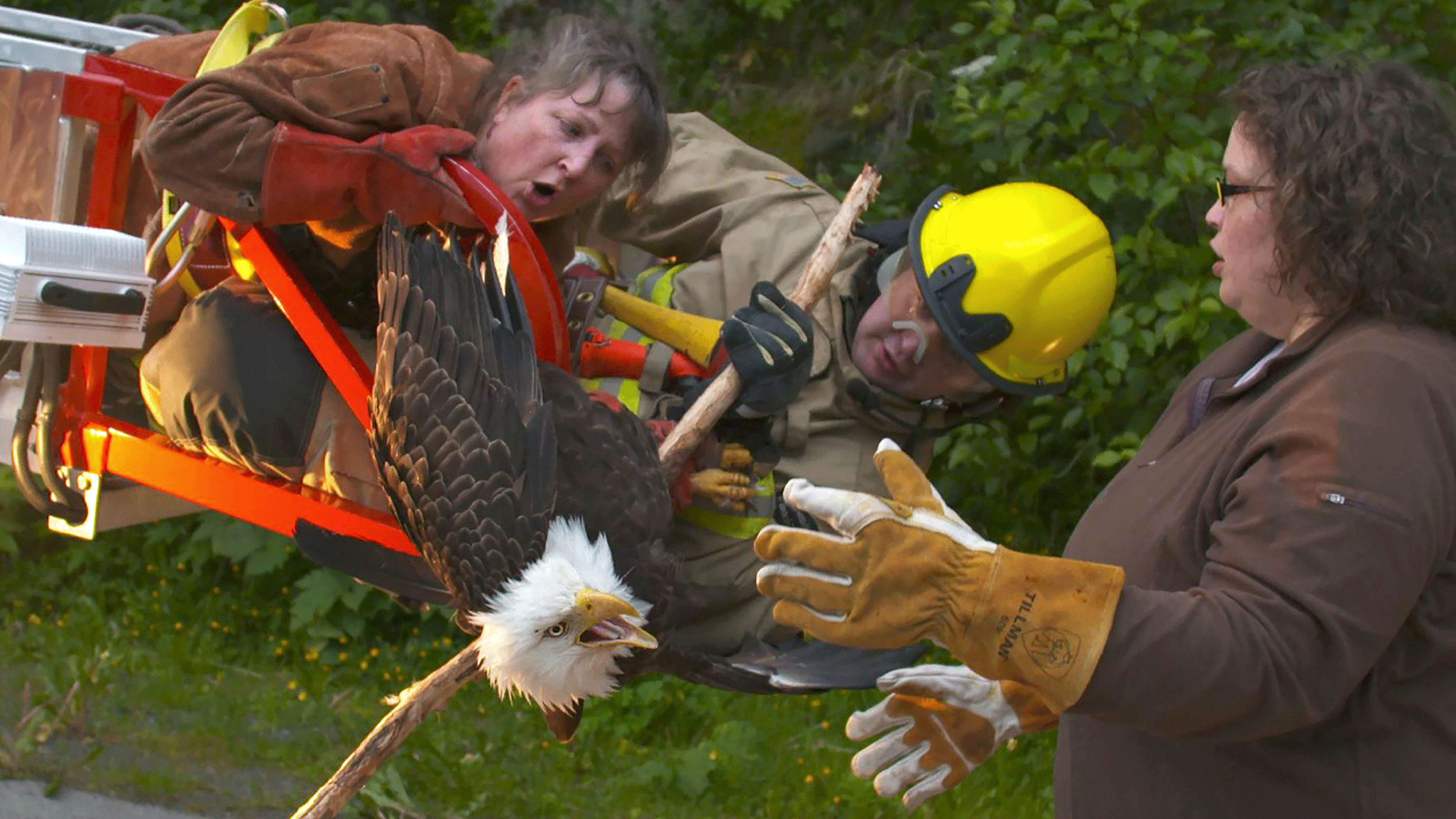 1. Flyg som en örn