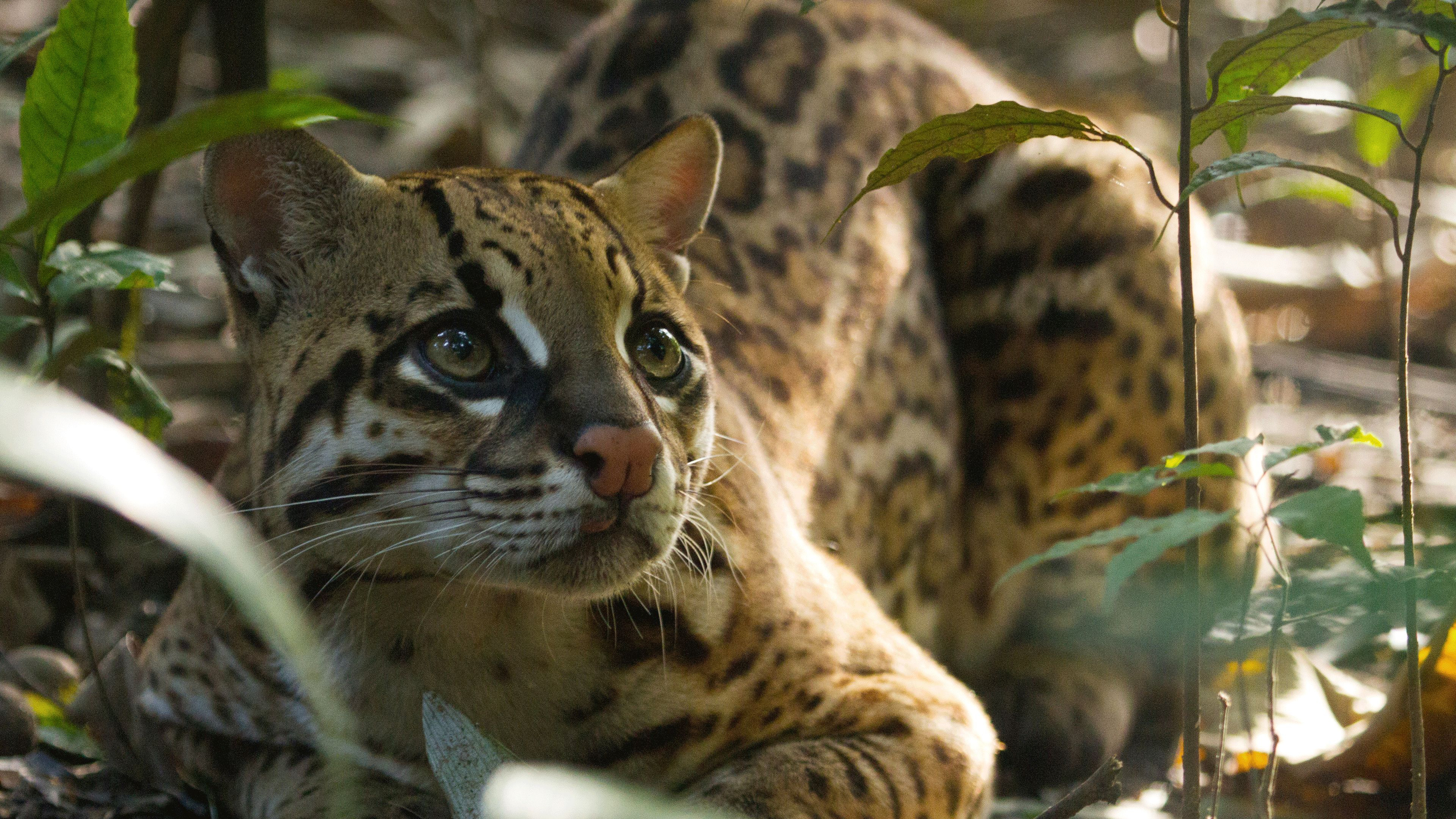 4. Jungles