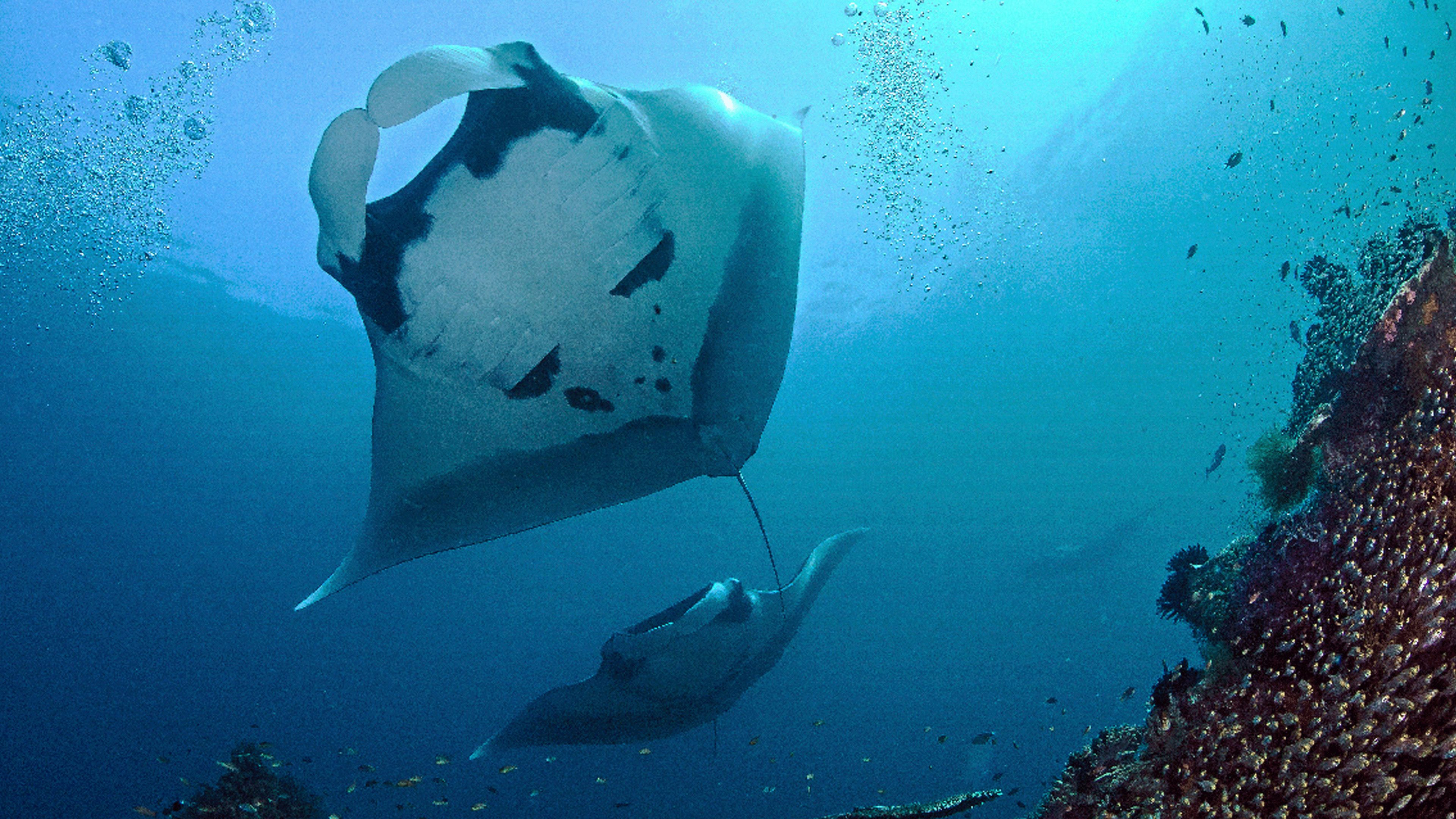 2. Secrets of The Deep
