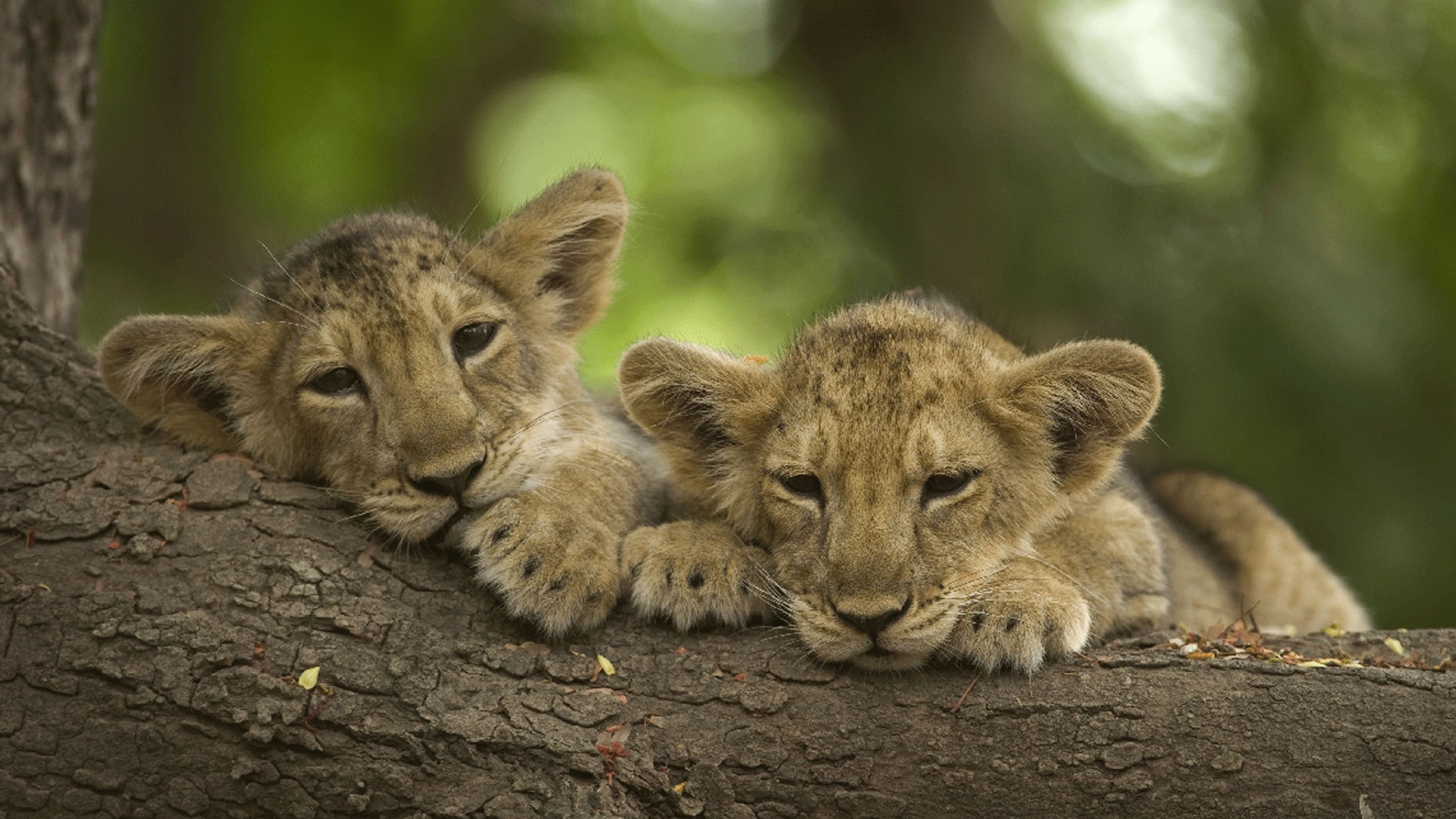 3. Desert Lions