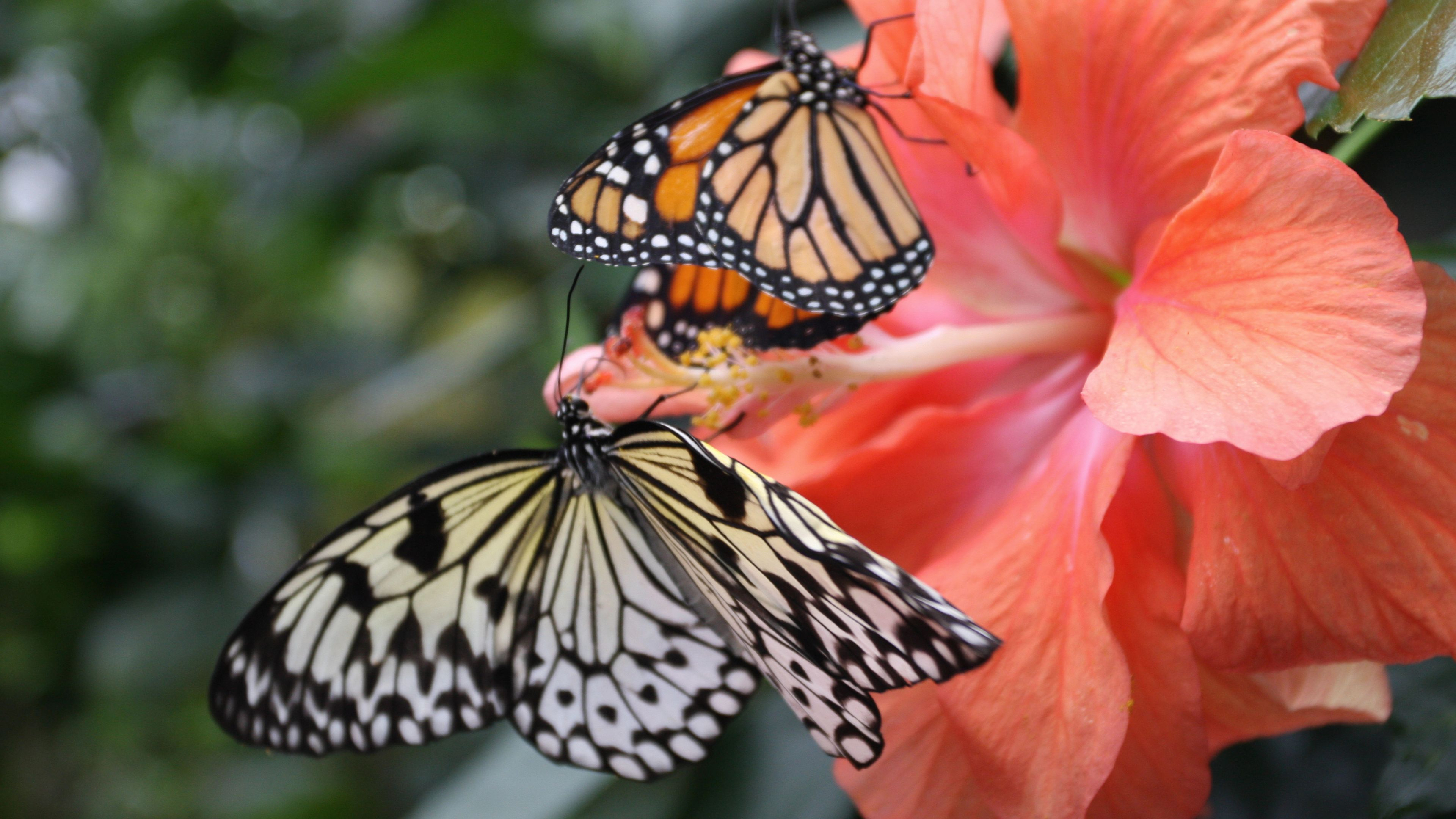 5. Science of Great Migrations