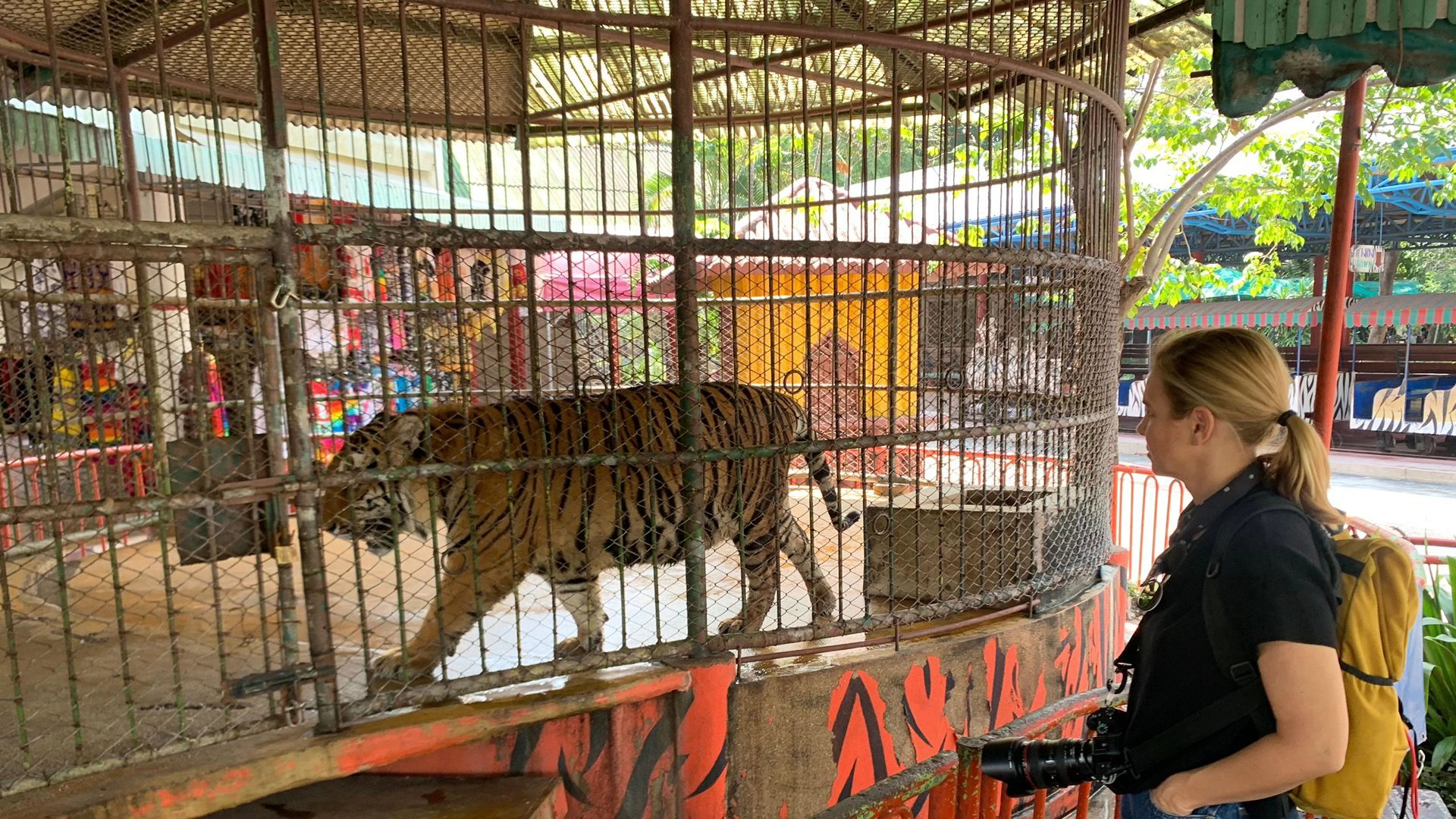 7. Tigers