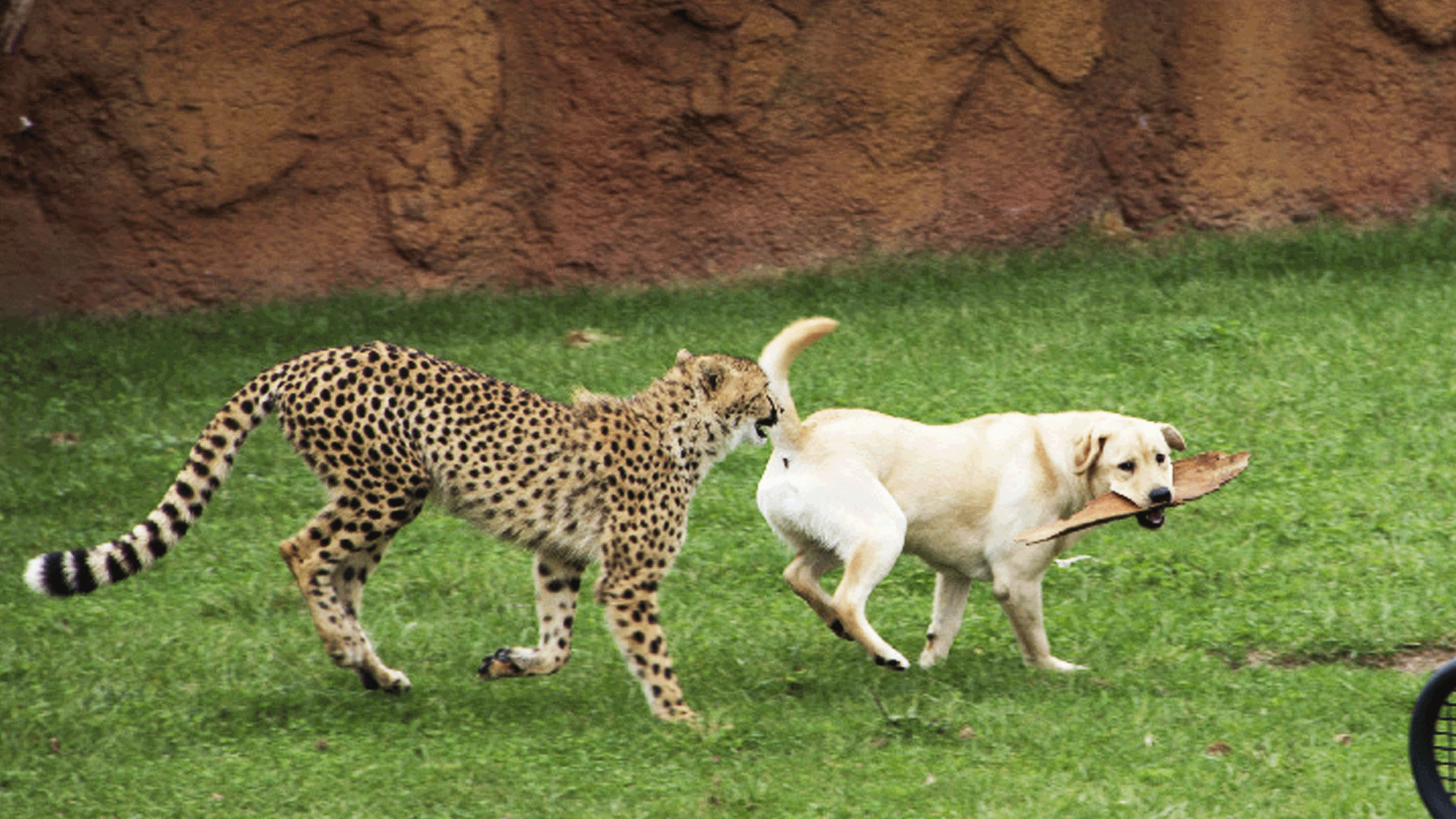 1. Run Cheetah Run
