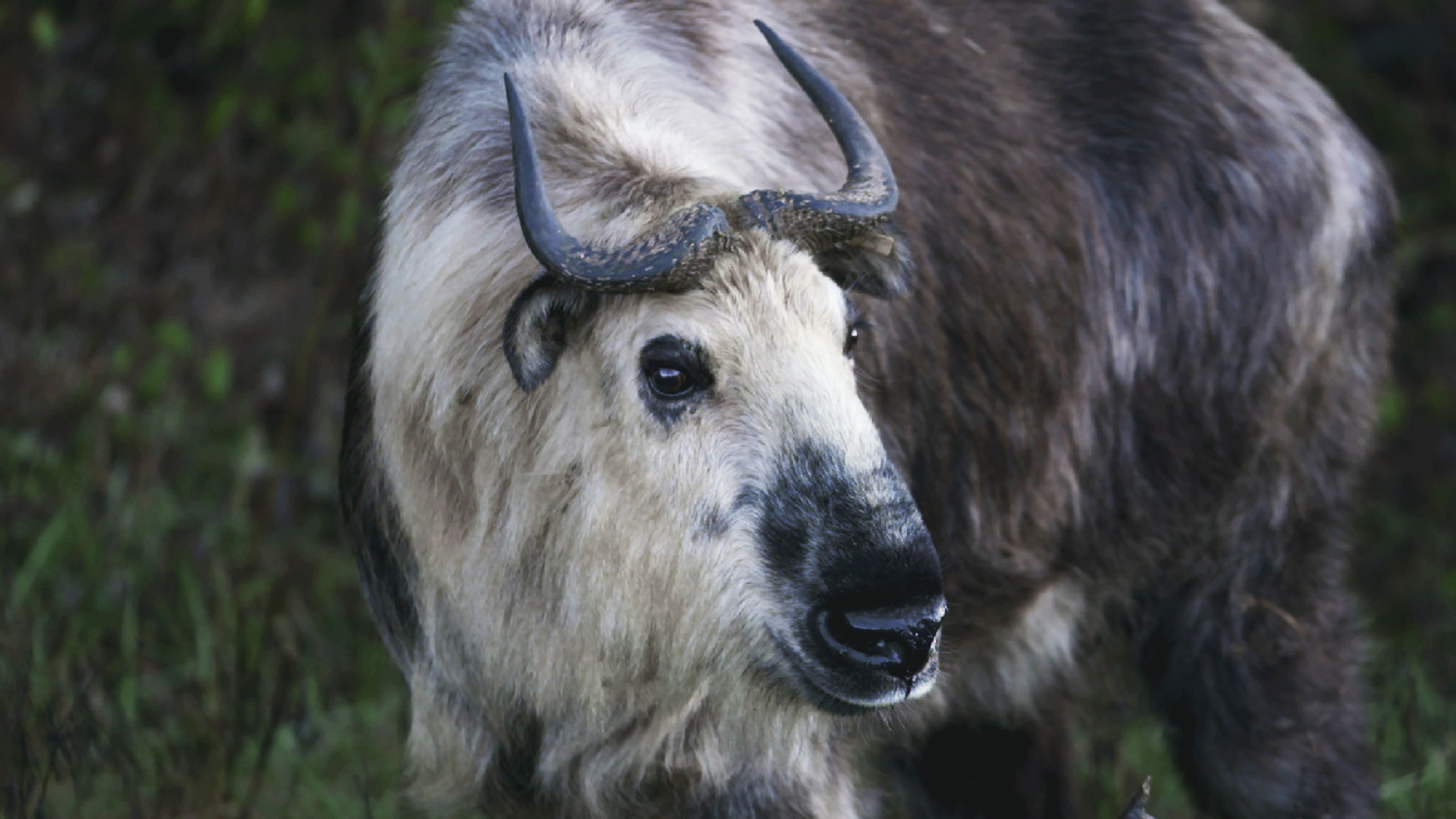 5. Beauties and the Beasts
