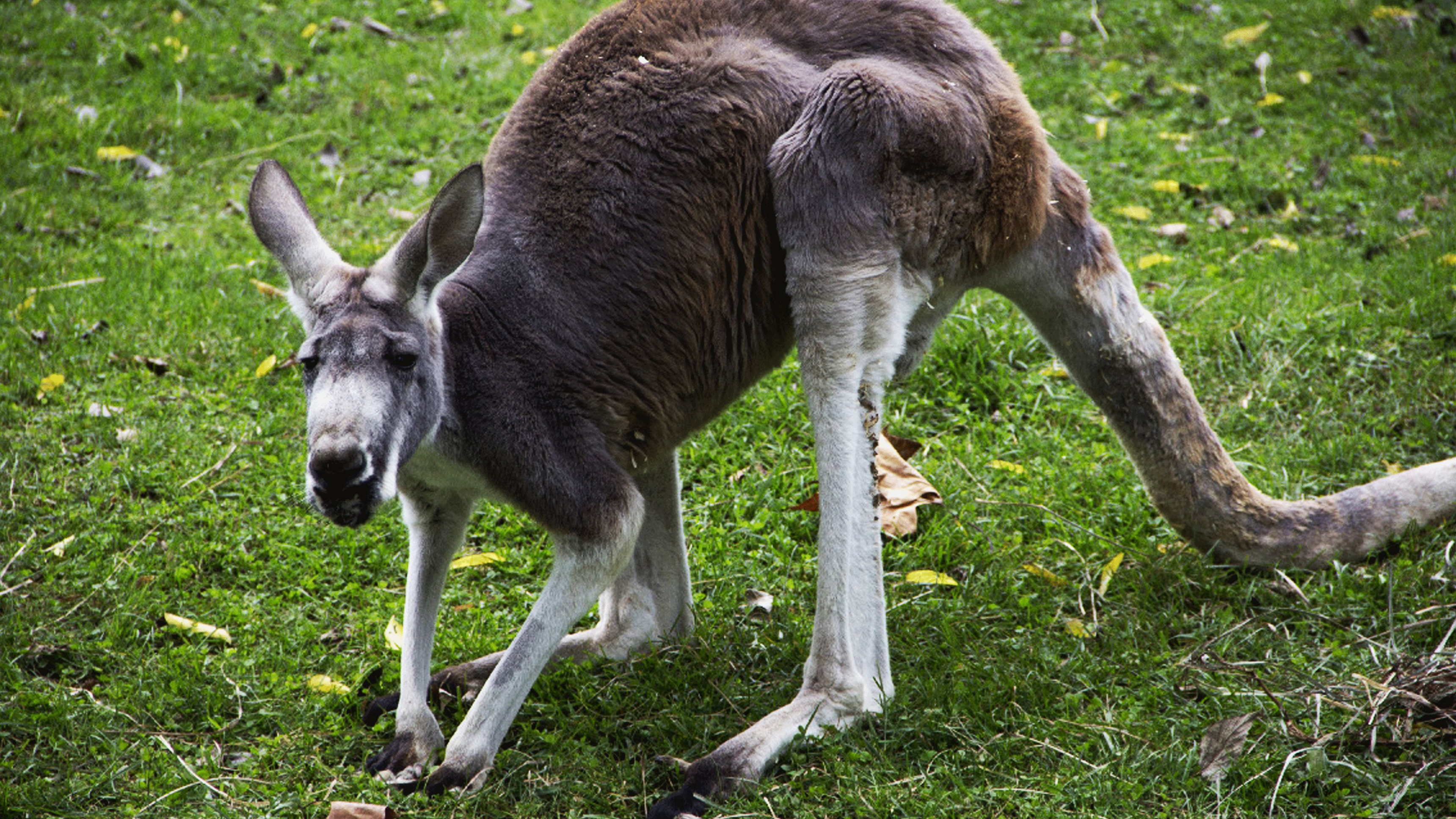 4. Kangaroo-Mance