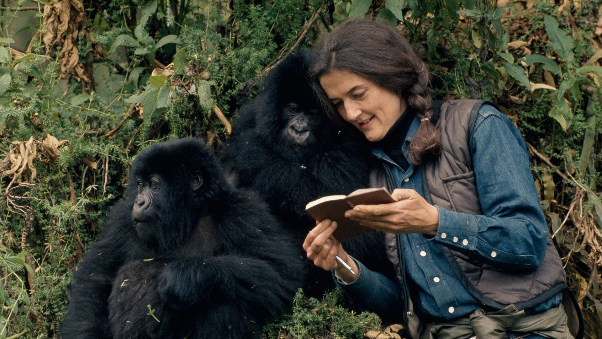 1. Gorilla-flickan