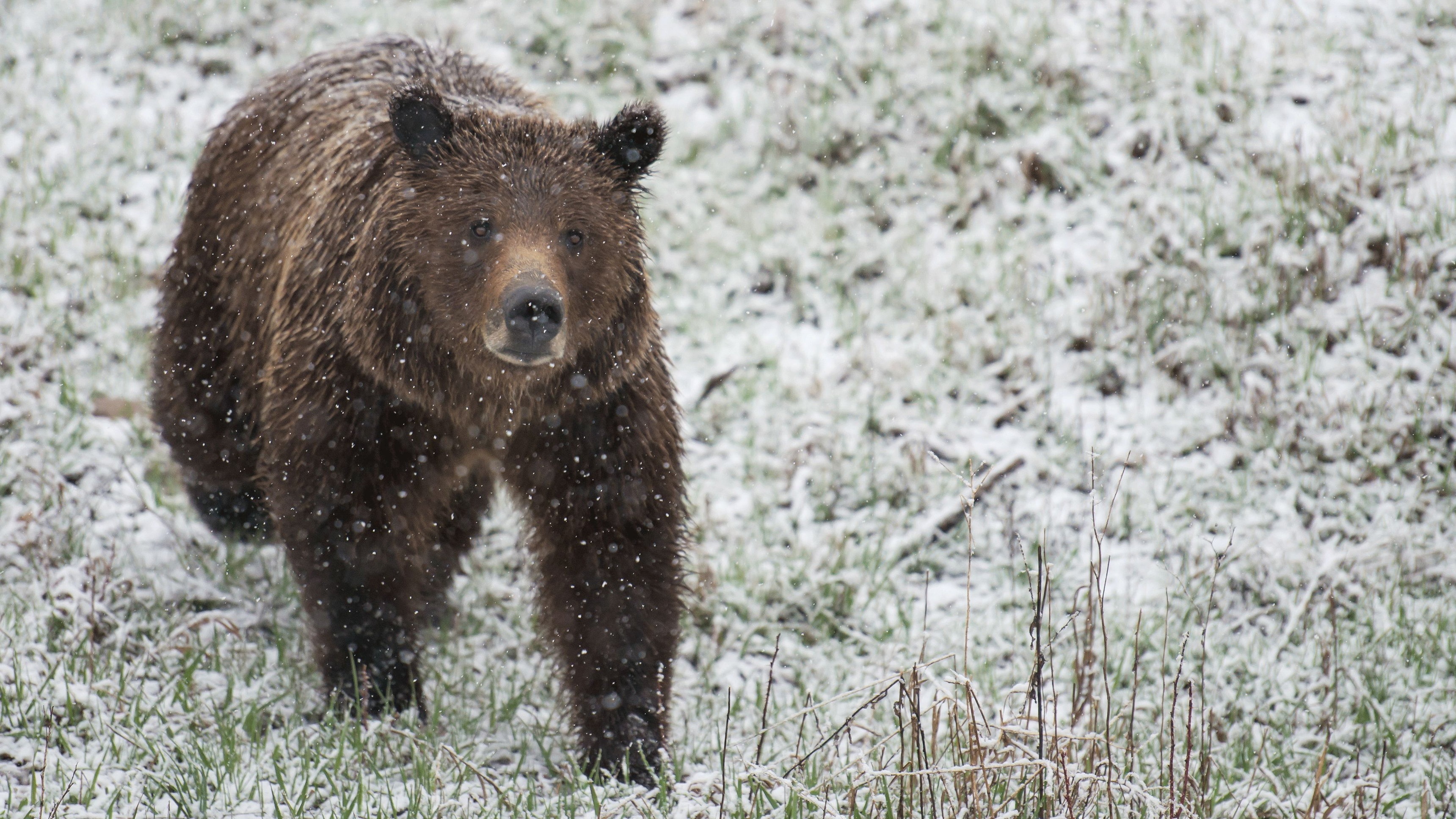 2. Grizzly Summer