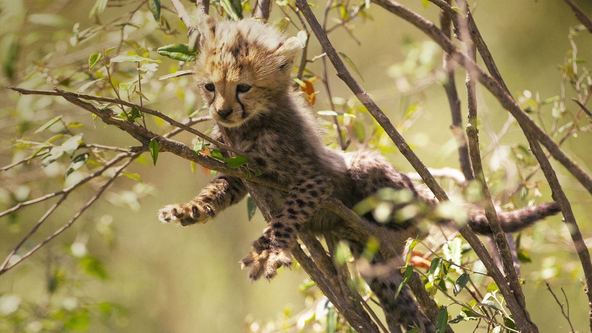 Growing Up Wild