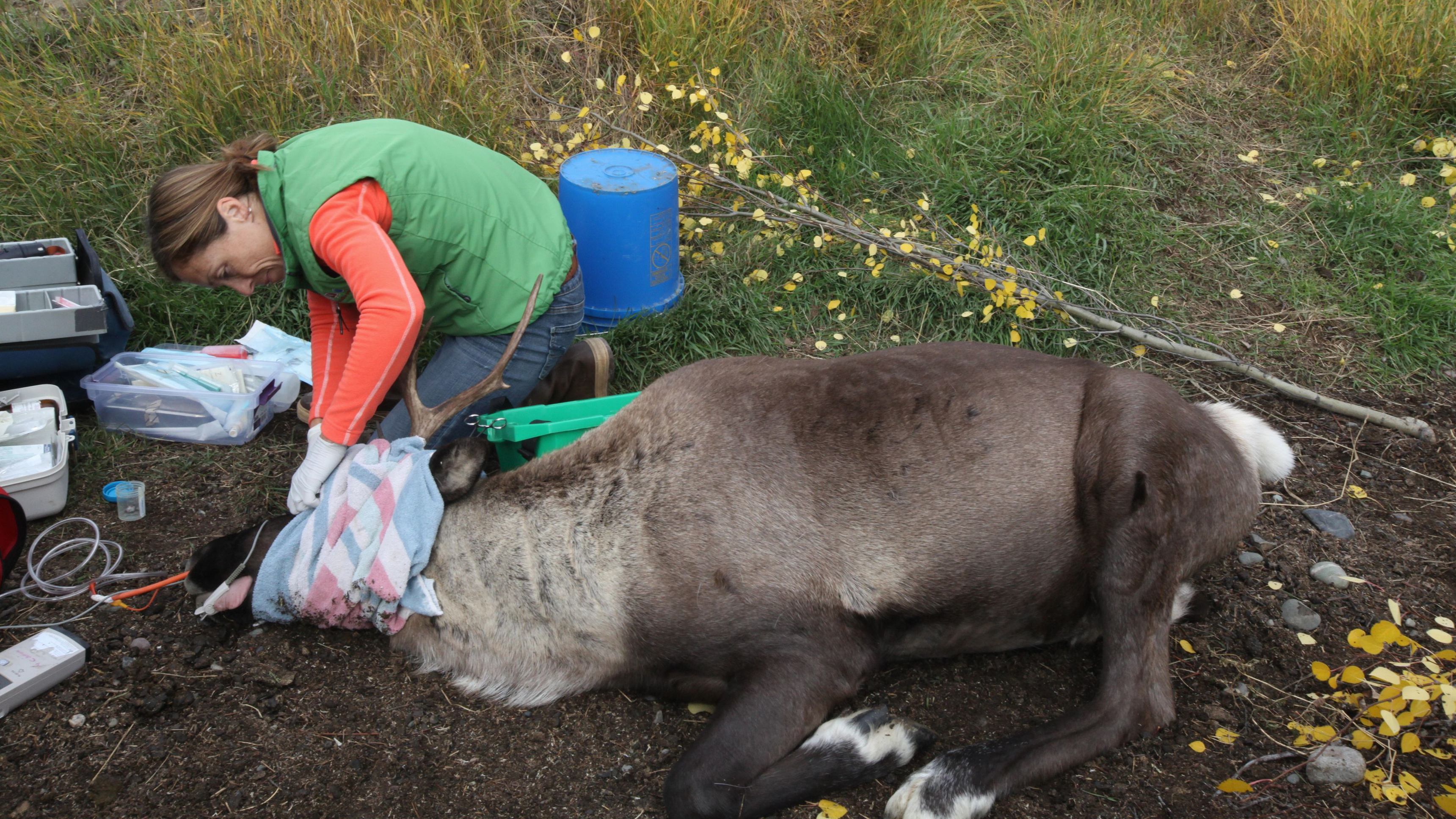 3. Caribou Down