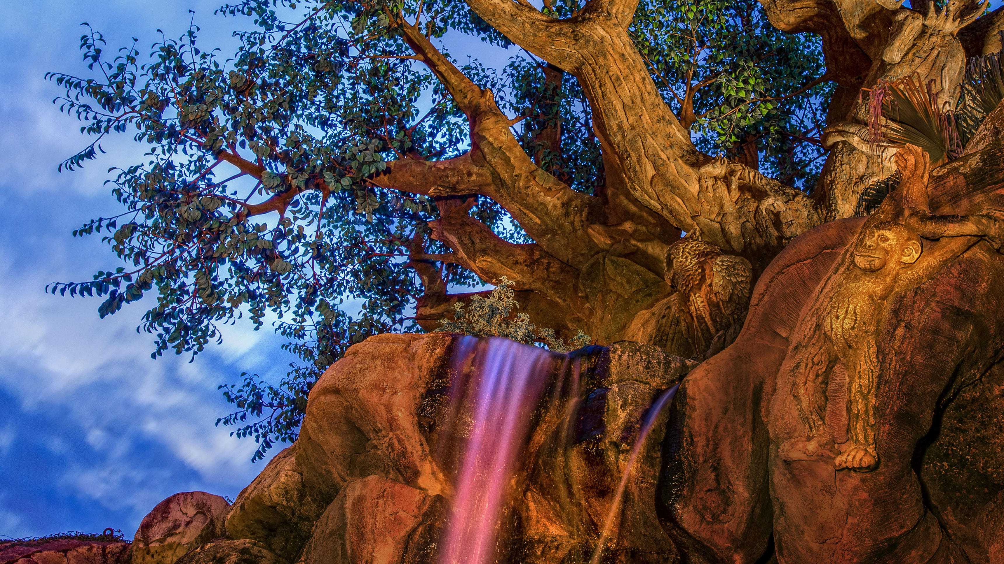 2. Soluppgång på DISNEY’S ANIMAL KINGDOM® Park