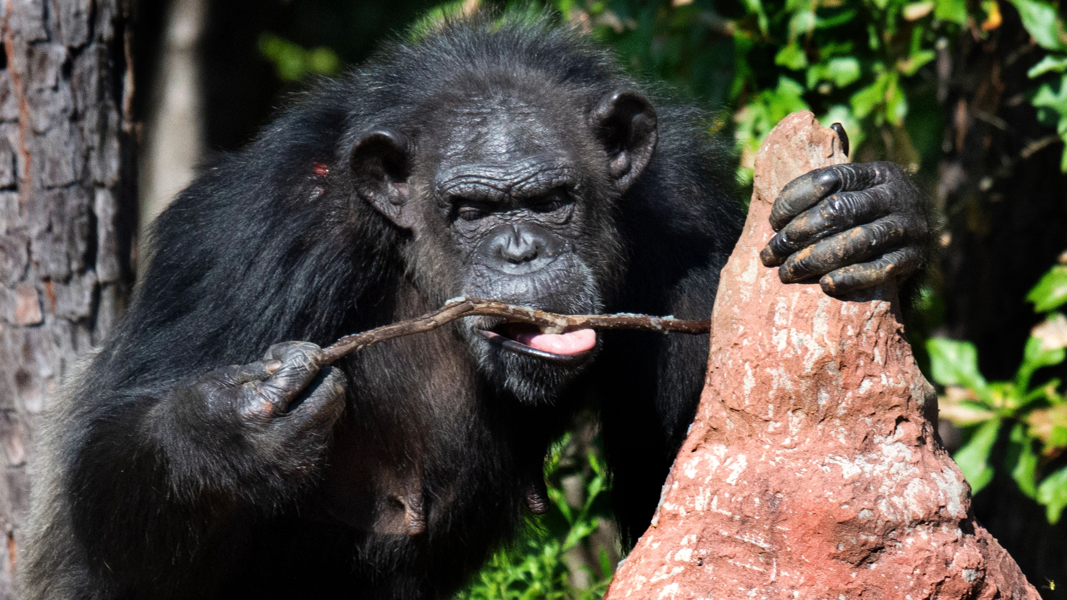 1. Välkommen till Chimp Haven