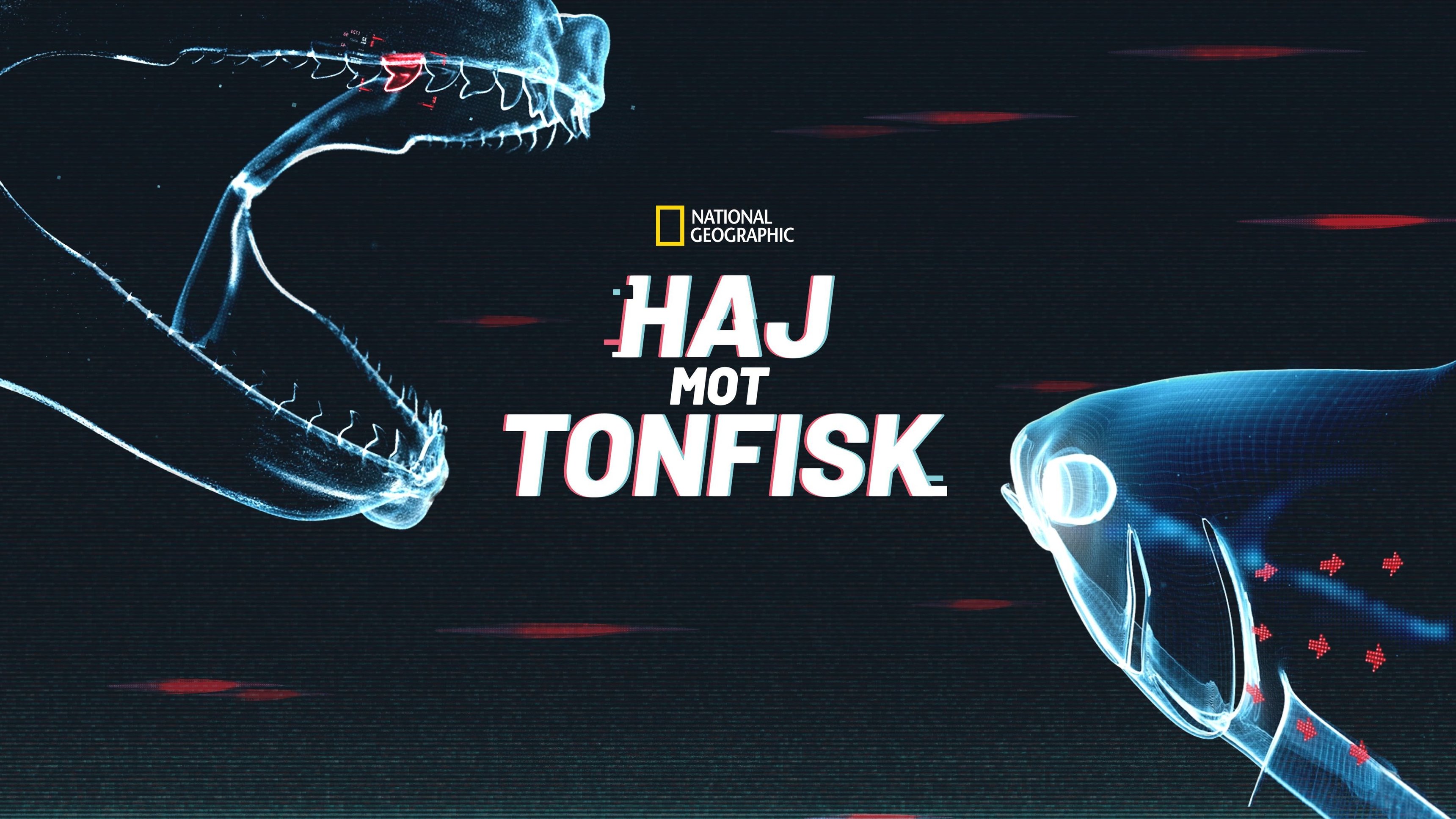 Haj mot tonfisk