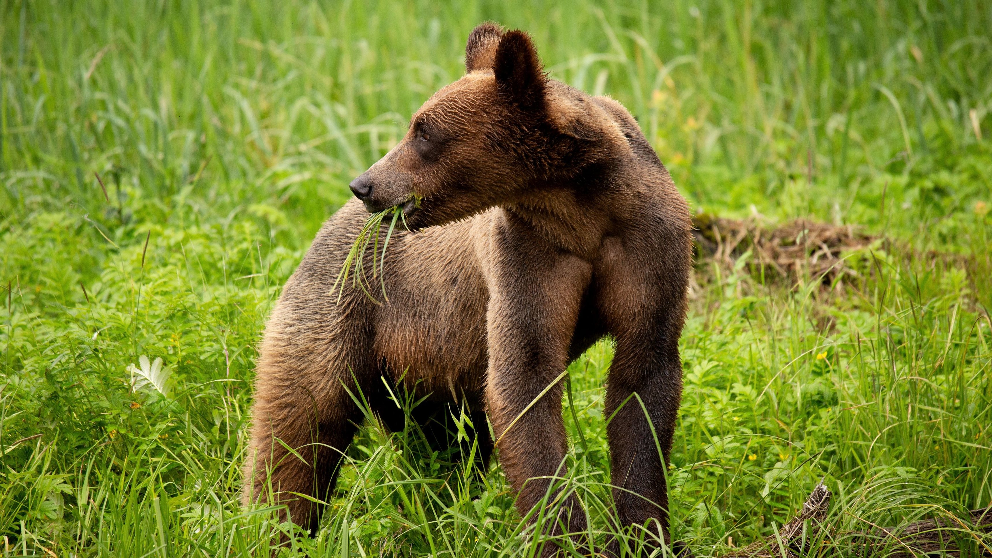 1. A Baby Grizzly's Story
