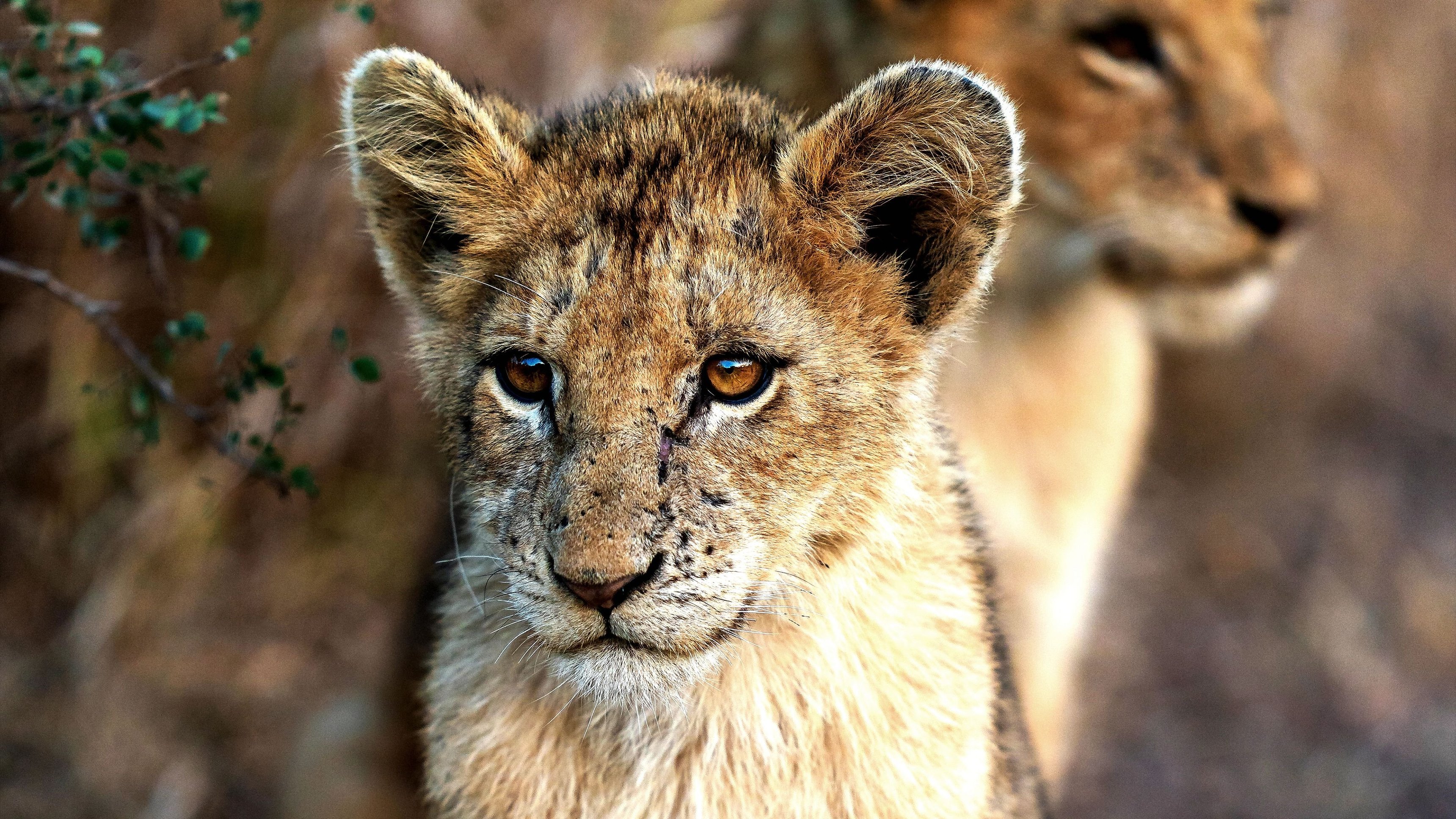 6. A Baby Lion's Story