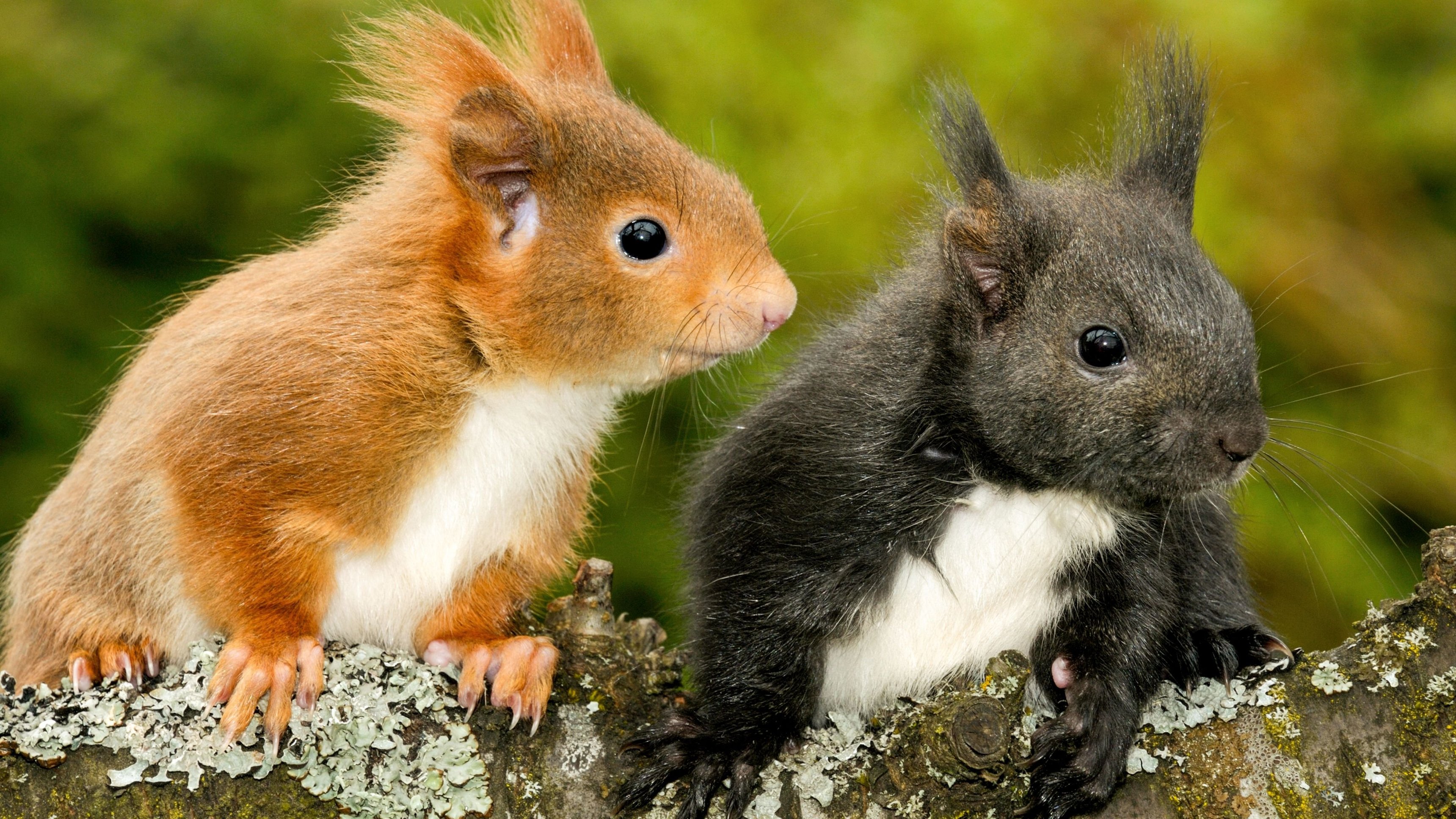 Secrets of Squirrels