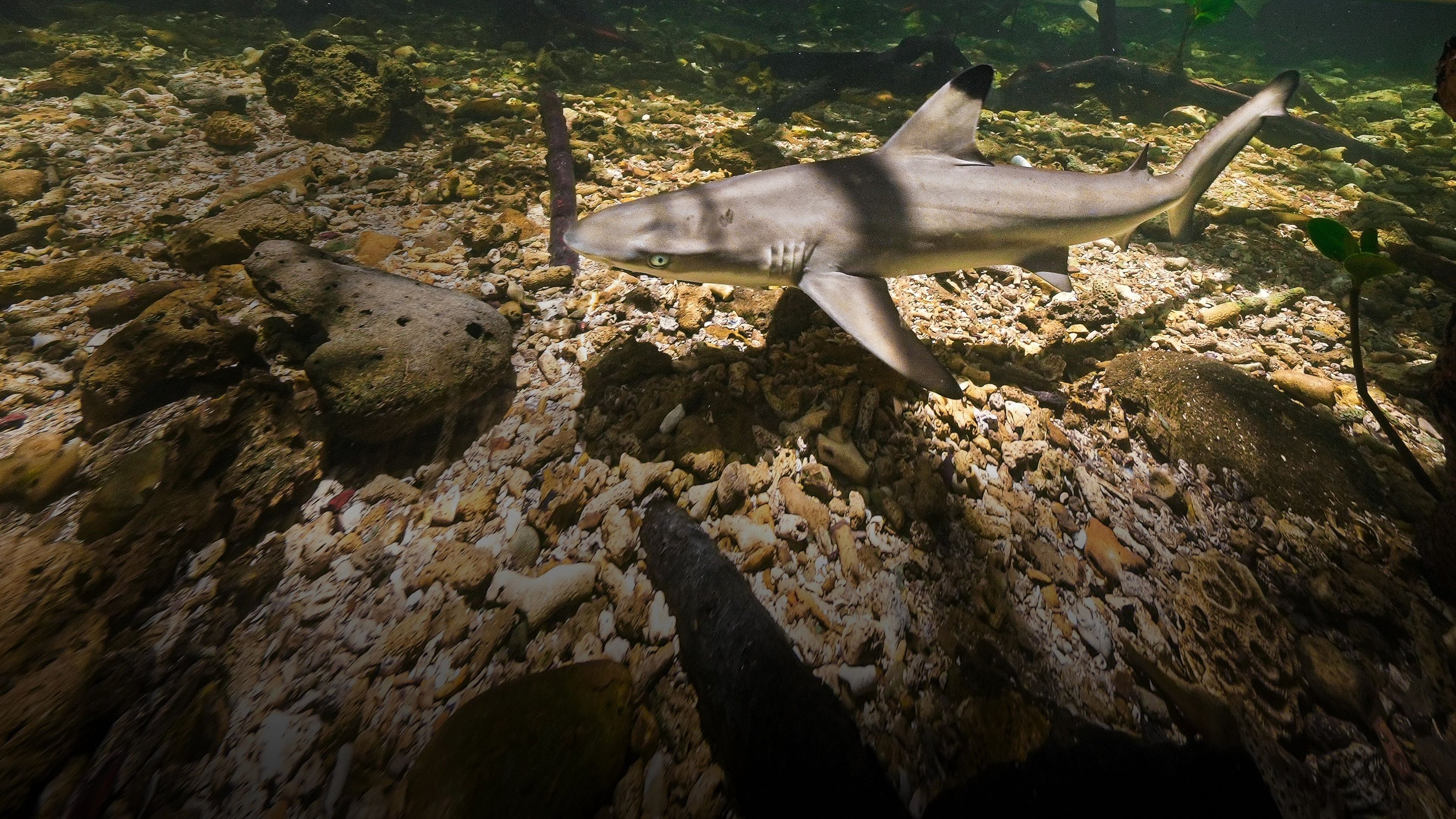 Baby Sharks