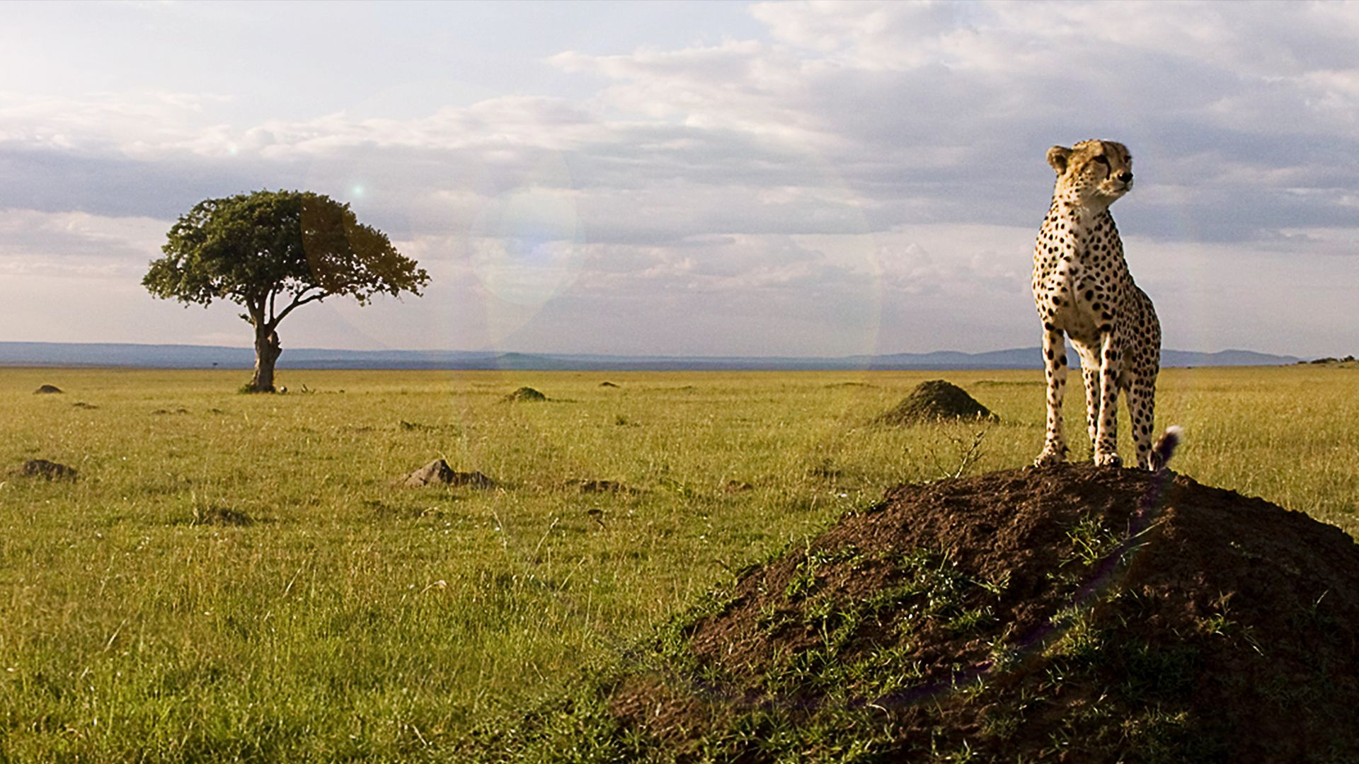 Disneynature African Cats