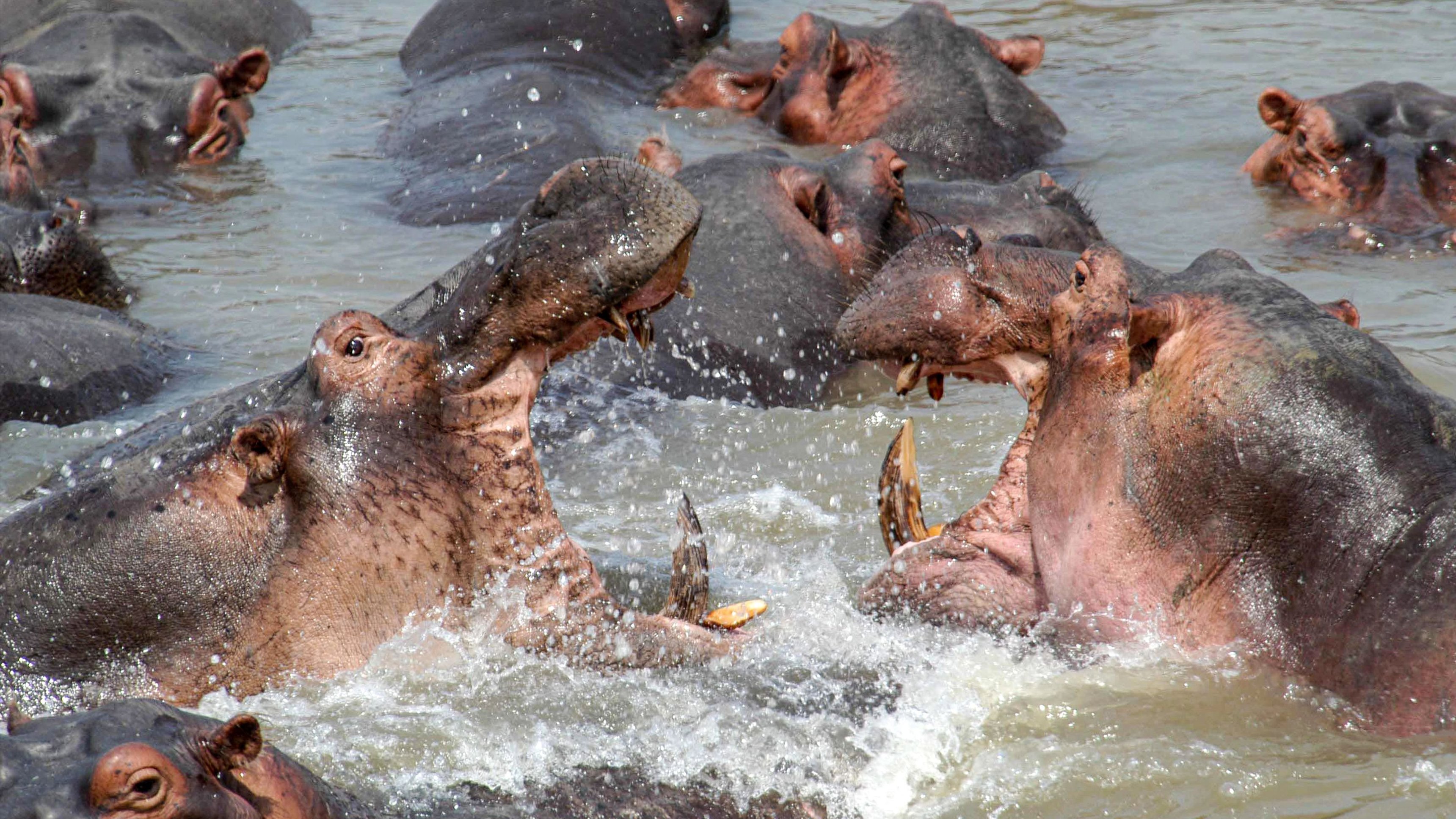 2. Savannah Survivors