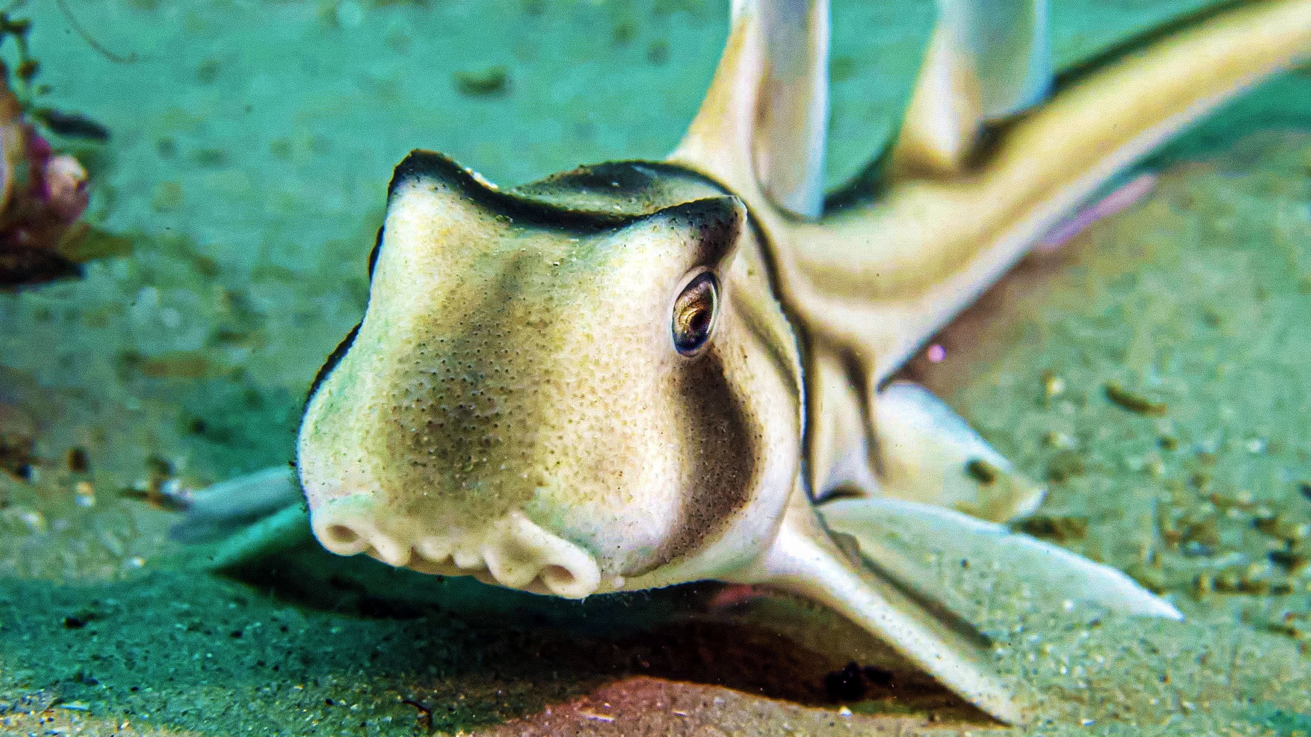 Baby Sharks