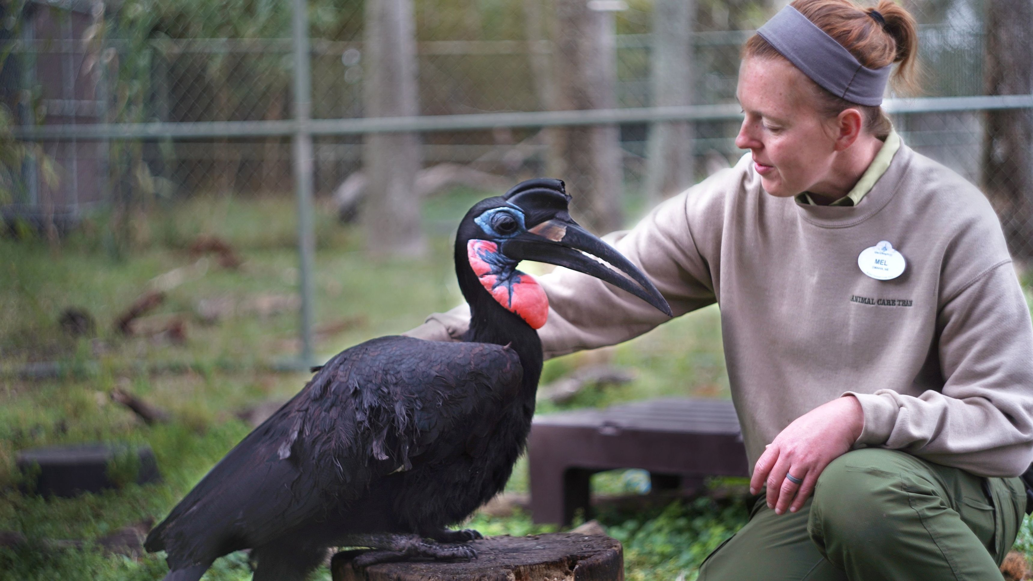 7. Möt mandrillerna