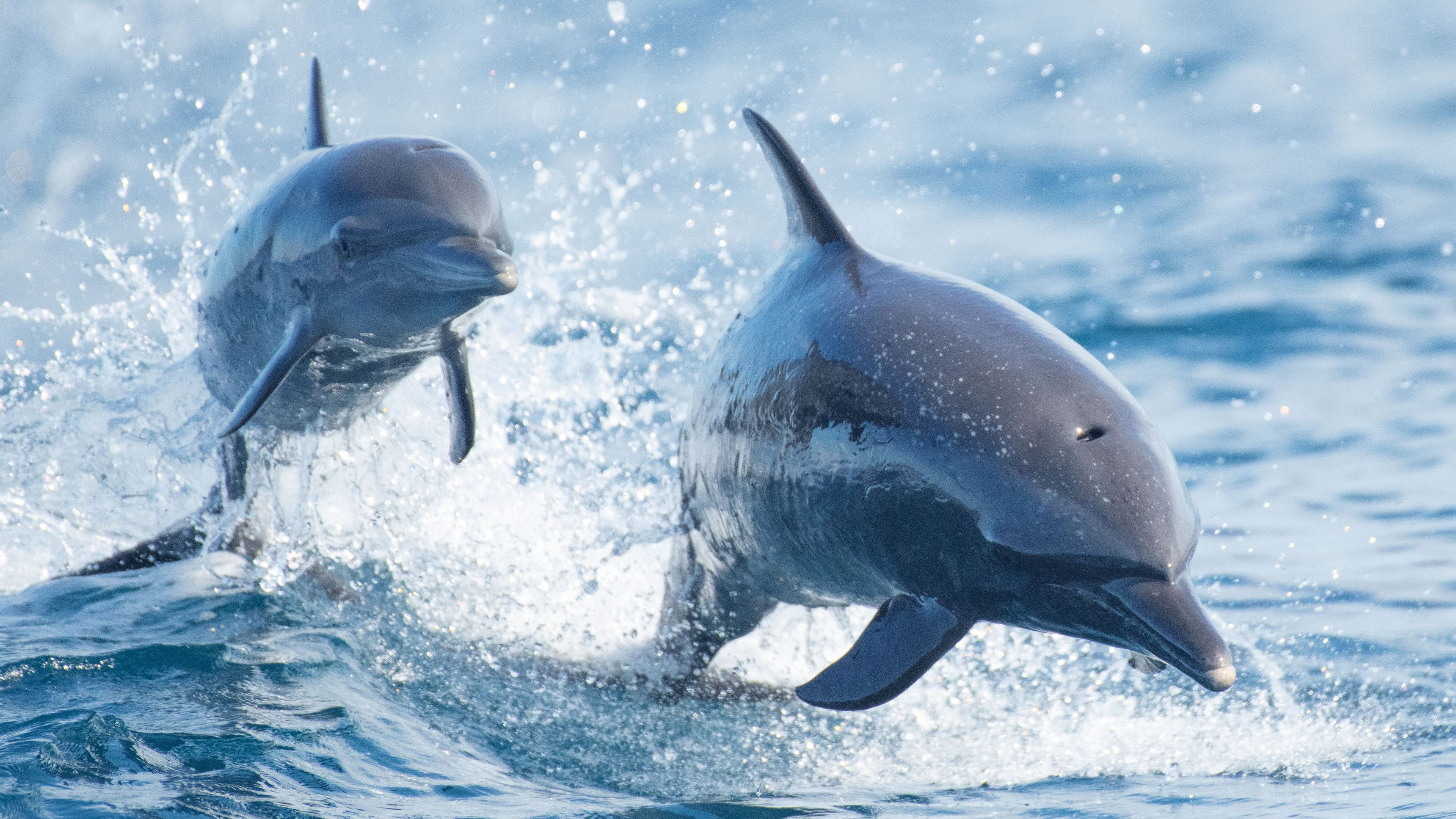 Dolphins vs Sharks: Blood Battle
