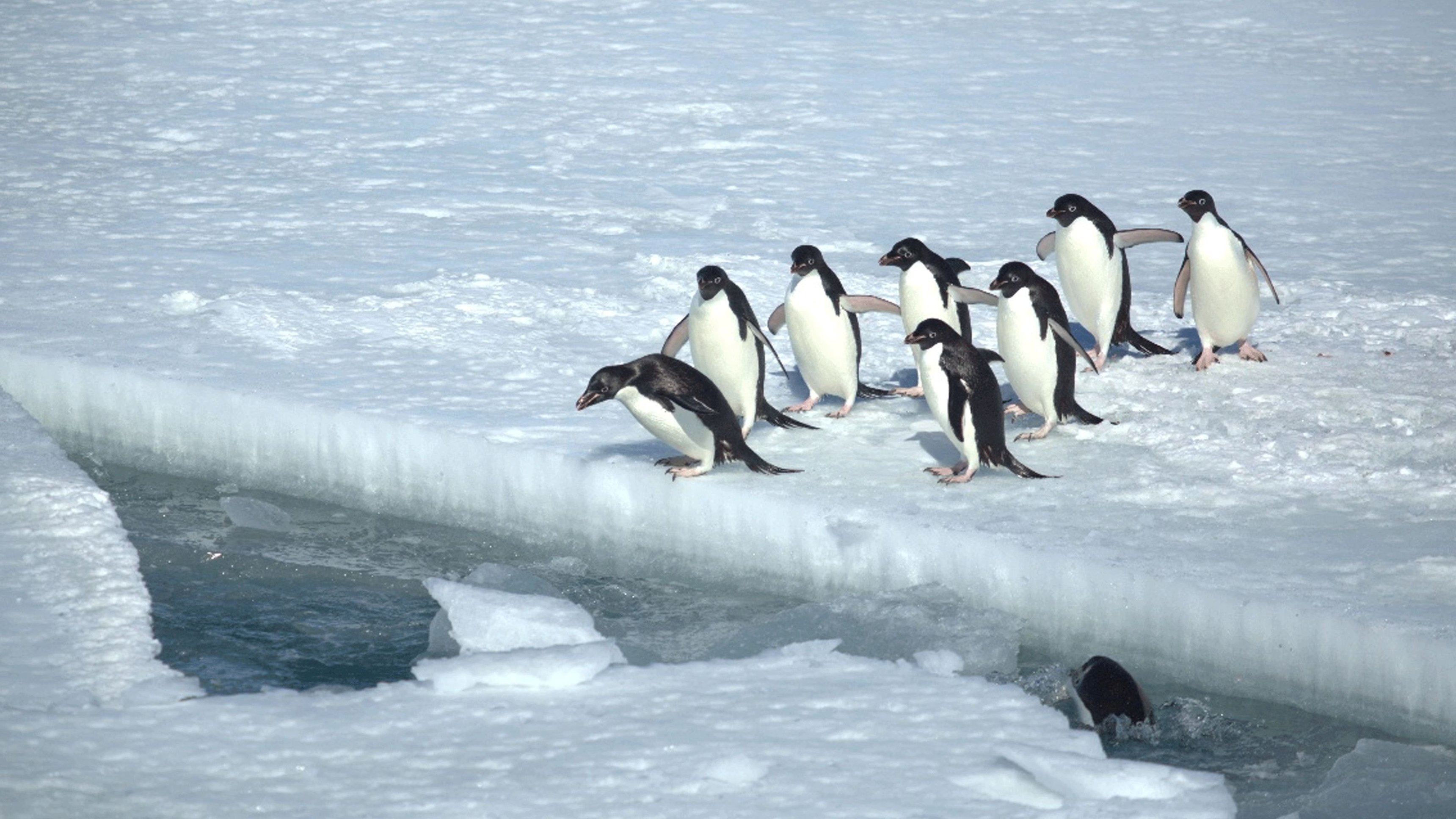 6. Continent 7: Antarctica