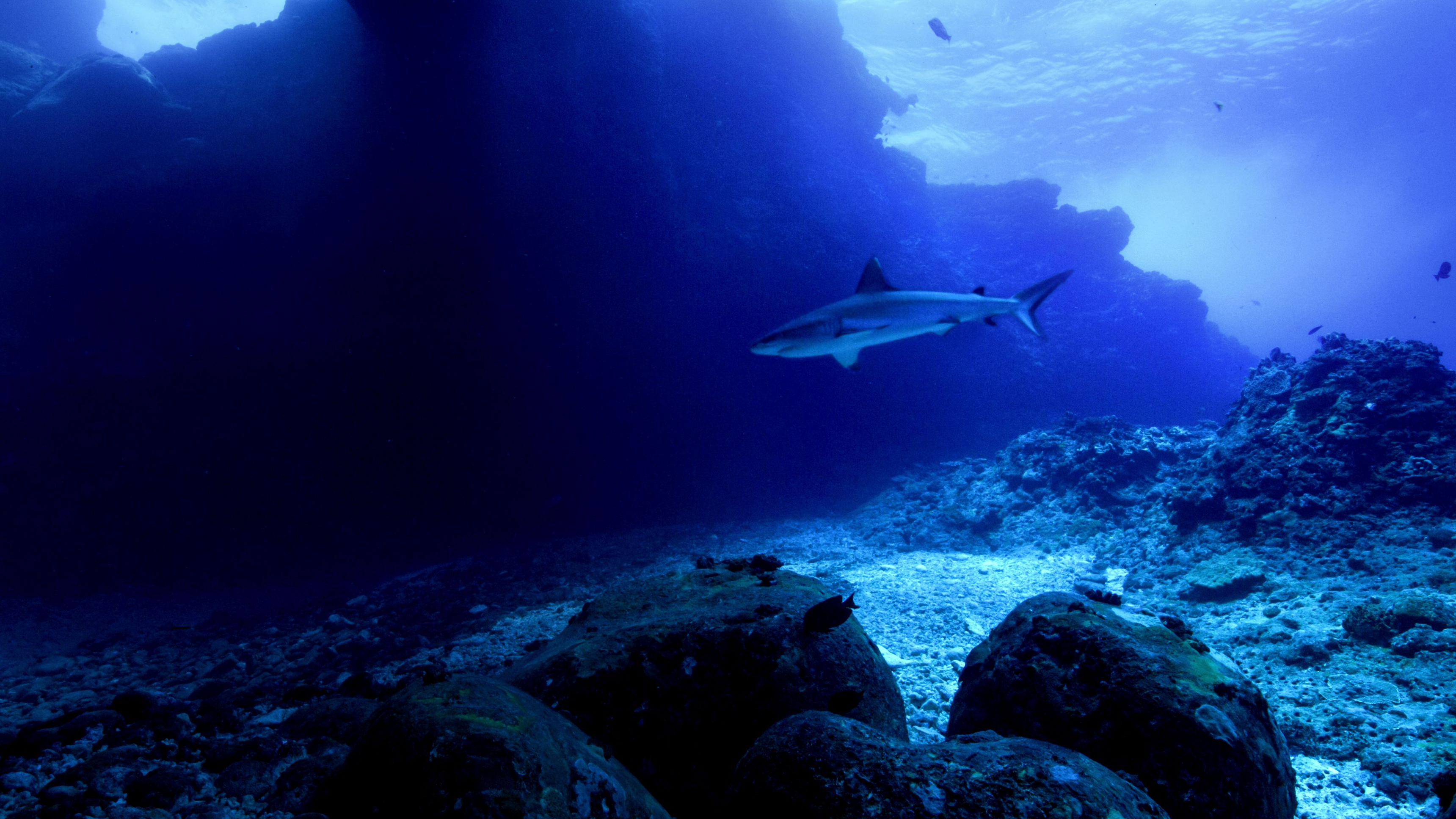 Volcano Sharks
