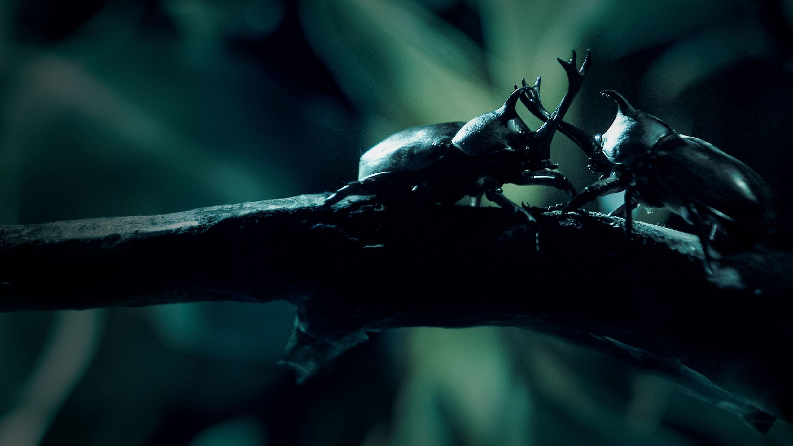 Little Matters: Insects