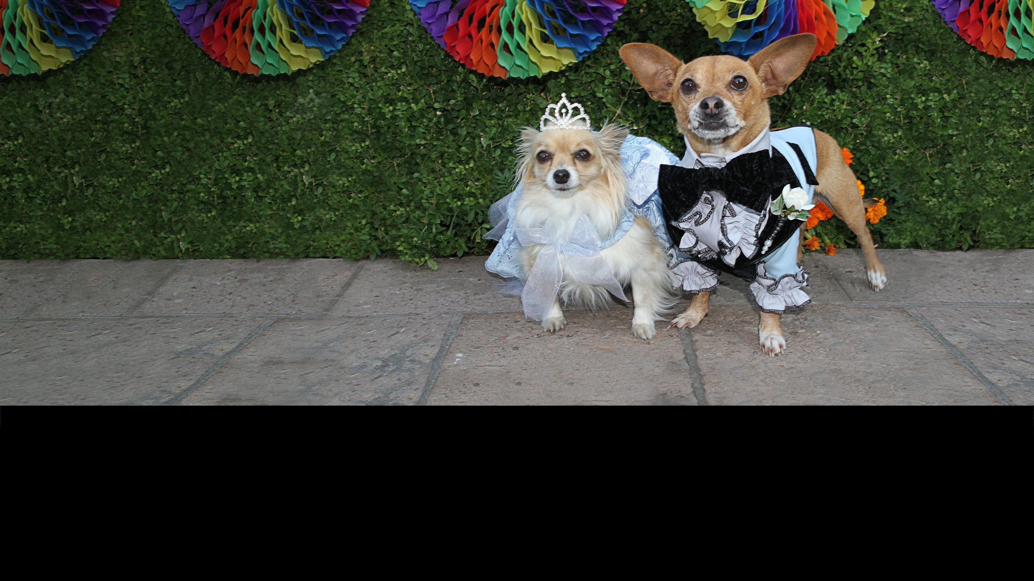 Chihuahuan från Beverly Hills 3