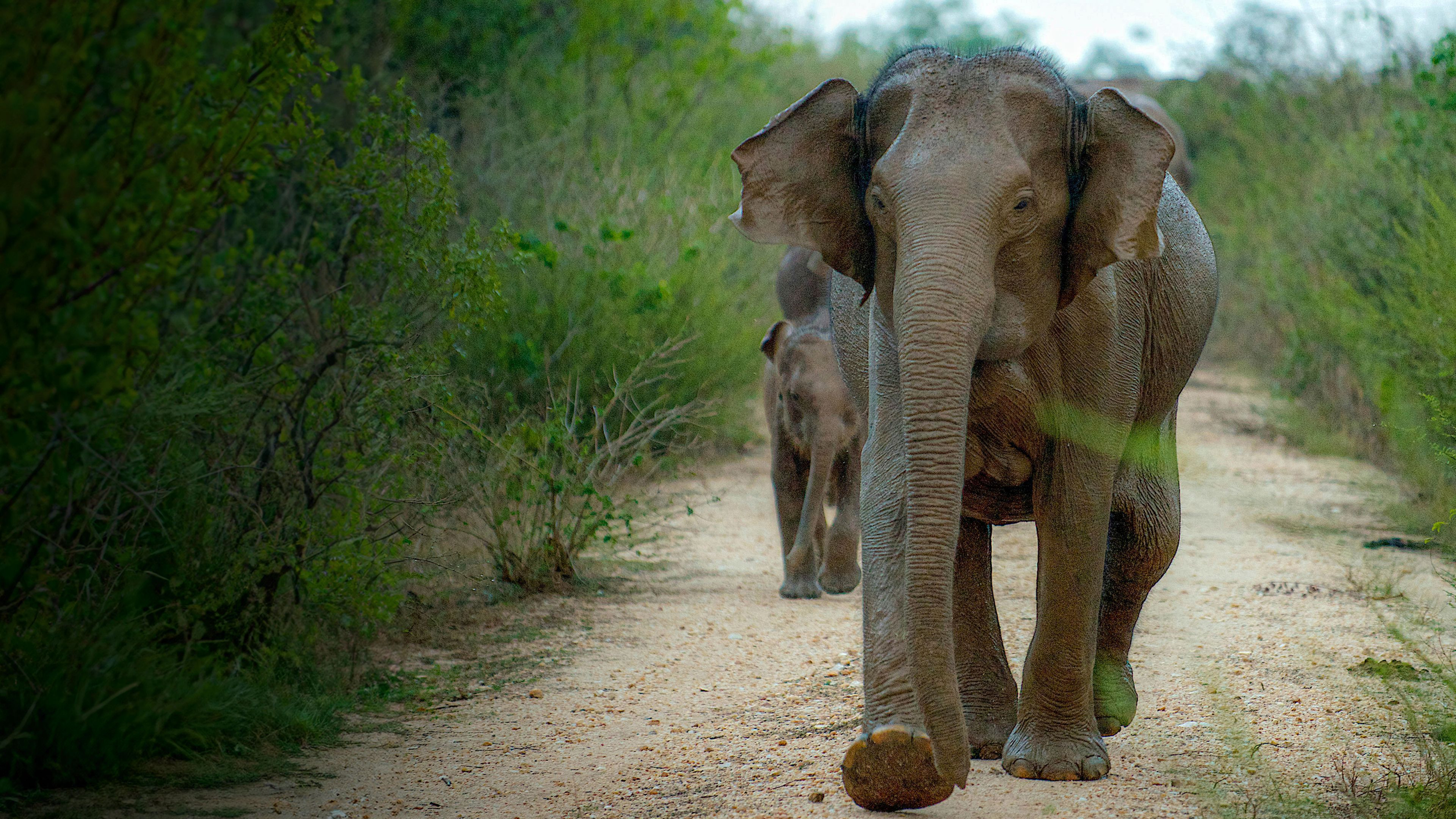 Sri Lanka: Island of Hope