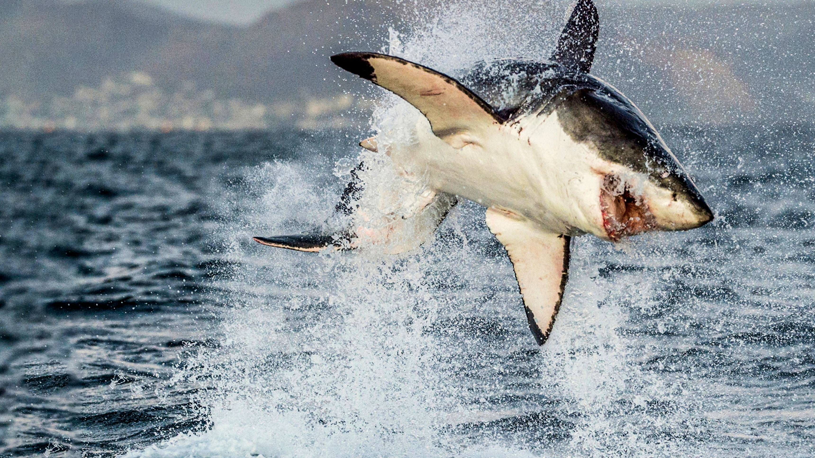 Sharks: Monster of the Media