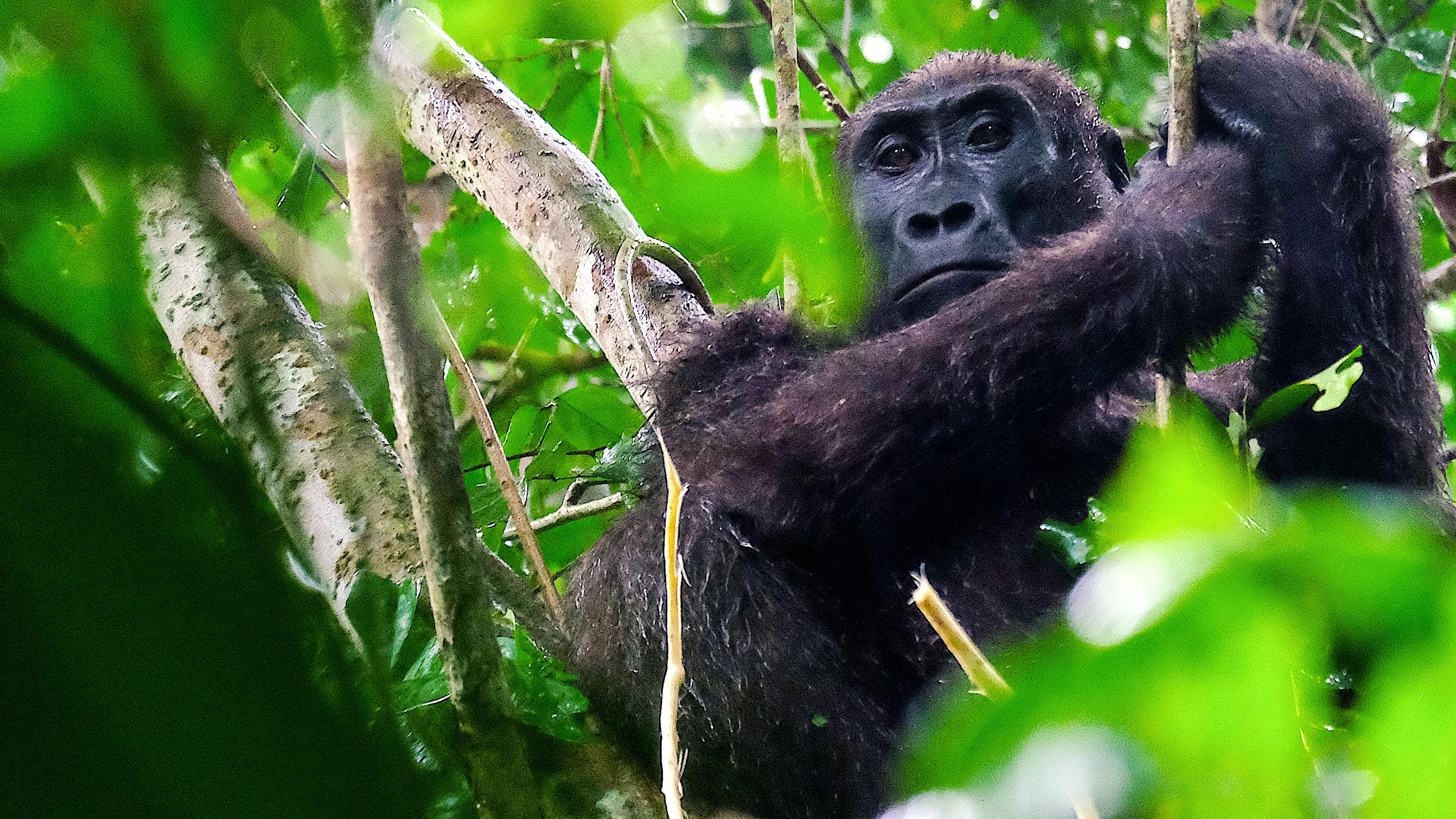 Rainforest First: Climate Protection in Central Africa