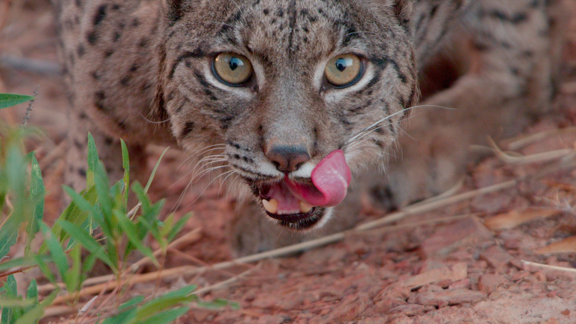 1. Breeding Season